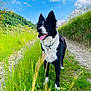 dog, border_collie, pet, outdoors, grass, trail, sky, clouds, tongue_out, happy, ears, collar, greenery, meadow, path, nature, portrait, black_and_white, hillside, spring