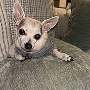 Brownie is registered to the contest to win money with this photo: dog, chihuahua, pet, couch, cushion, indoor, living_room, shirt, small_dog, ears, curious, cozy, home, furniture, kitchen, appliance, white, gray, looking, relaxed