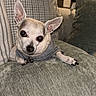dog, chihuahua, pet, couch, cushion, indoor, living_room, shirt, small_dog, ears, curious, cozy, home, furniture, kitchen, appliance, white, gray, looking, relaxed