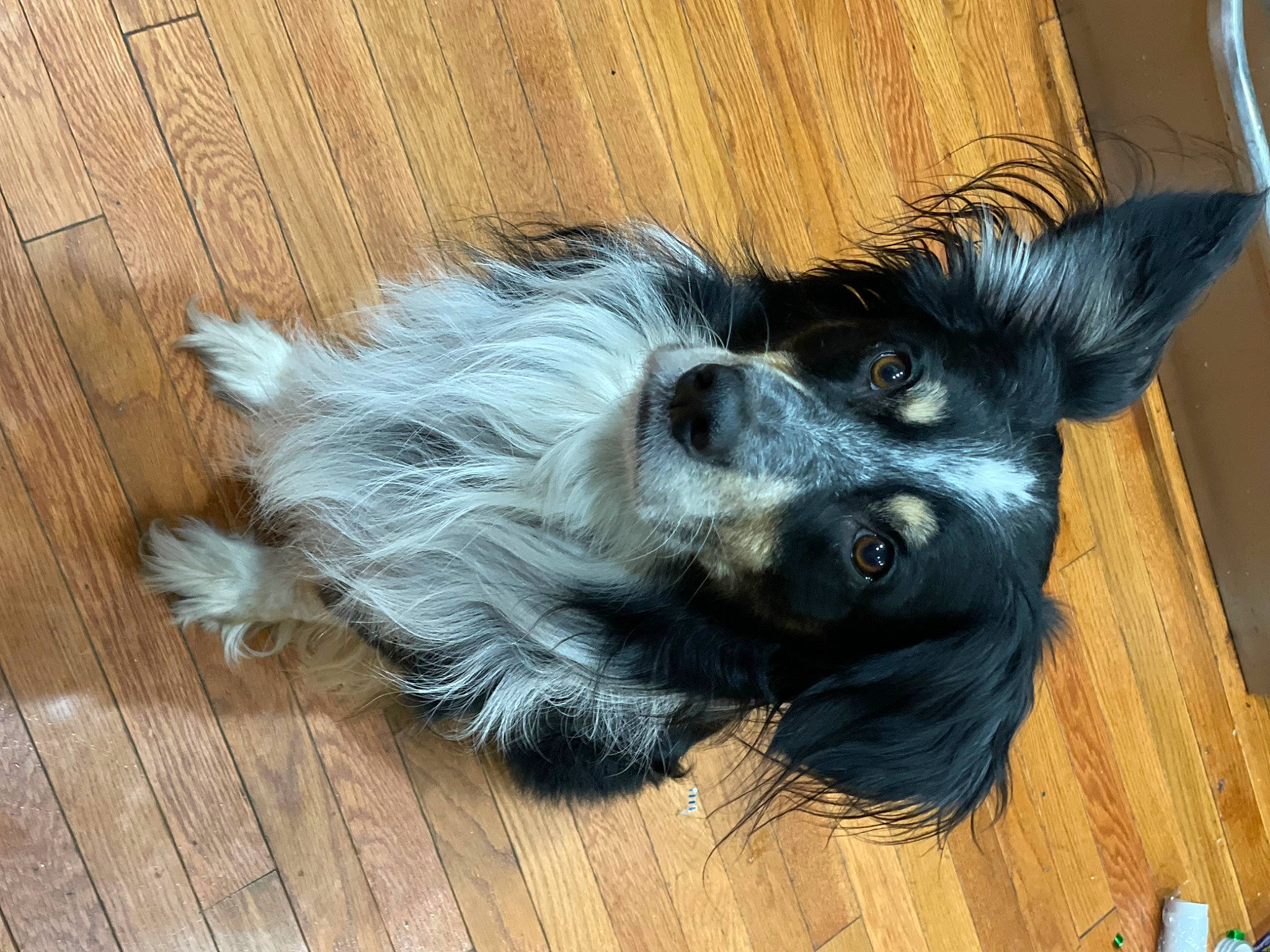 Milo joined the competition — help win amazing prizes! carnivore, companion_dog, dog, dog_breed, dog_supply, eye, fawn, feather, flooring, fur, hardwood, liver, paw, plank, tail, toy_dog, whiskers, wood, wood_stain, working_animal