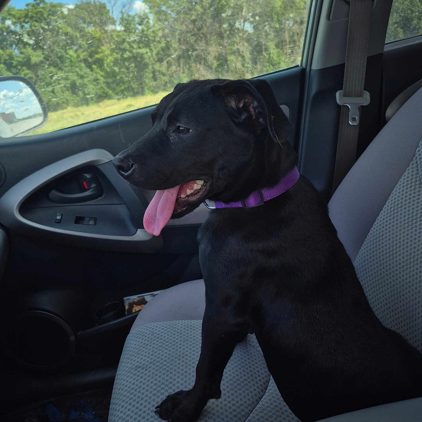 Bailey joined the competition — help win amazing prizes! animal, black_dog, car_door, car_interior, clouds, dog, door_handle, happy_dog, leisure, passenger_seat, pet, purple_collar, seatbelt, sky, sunlight, tongue_out, transportation, trees, vehicle, window