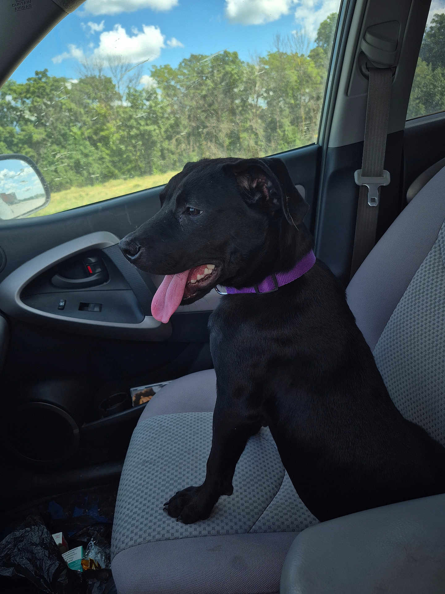 Bailey joined the competition — help win amazing prizes! dog, black_dog, car_interior, passenger_seat, purple_collar, tongue_out, happy_dog, window, trees, sky, clouds, seatbelt, door_handle, car_door, sunlight, pet, animal, transportation, vehicle, leisure