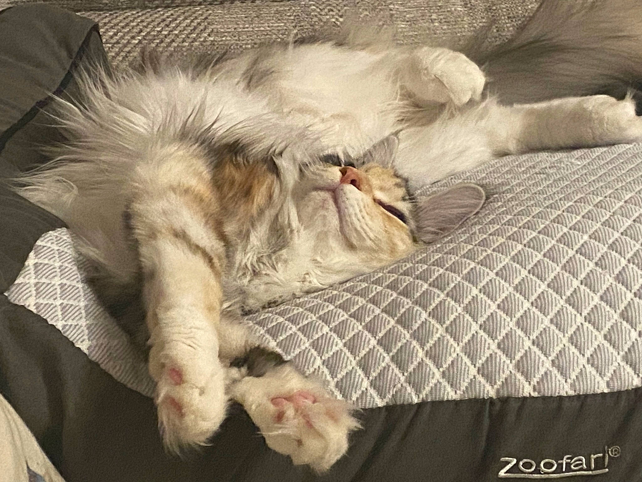 Anya is registered to the contest to win money with this photo: canidae, carnivore, cat, cat_bed, claw, comfort, companion_dog, couch, domestic_short_haired_cat, fawn, felidae, fur, linens, nap, paw, small_to_medium_sized_cats, tail, textile, vehicle, whiskers