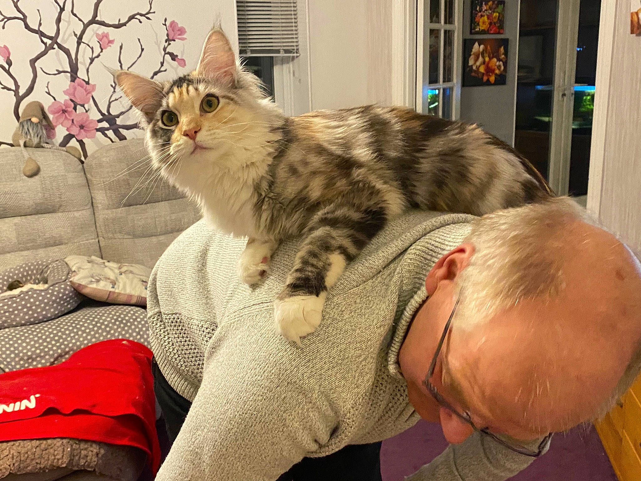 Anya joined the competition — help win amazing prizes! bed, carnivore, cat, claw, comfort, couch, domestic_short_haired_cat, eyewear, felidae, fur, gesture, lap, linens, paw, room, sitting, small_to_medium_sized_cats, snout, whiskers