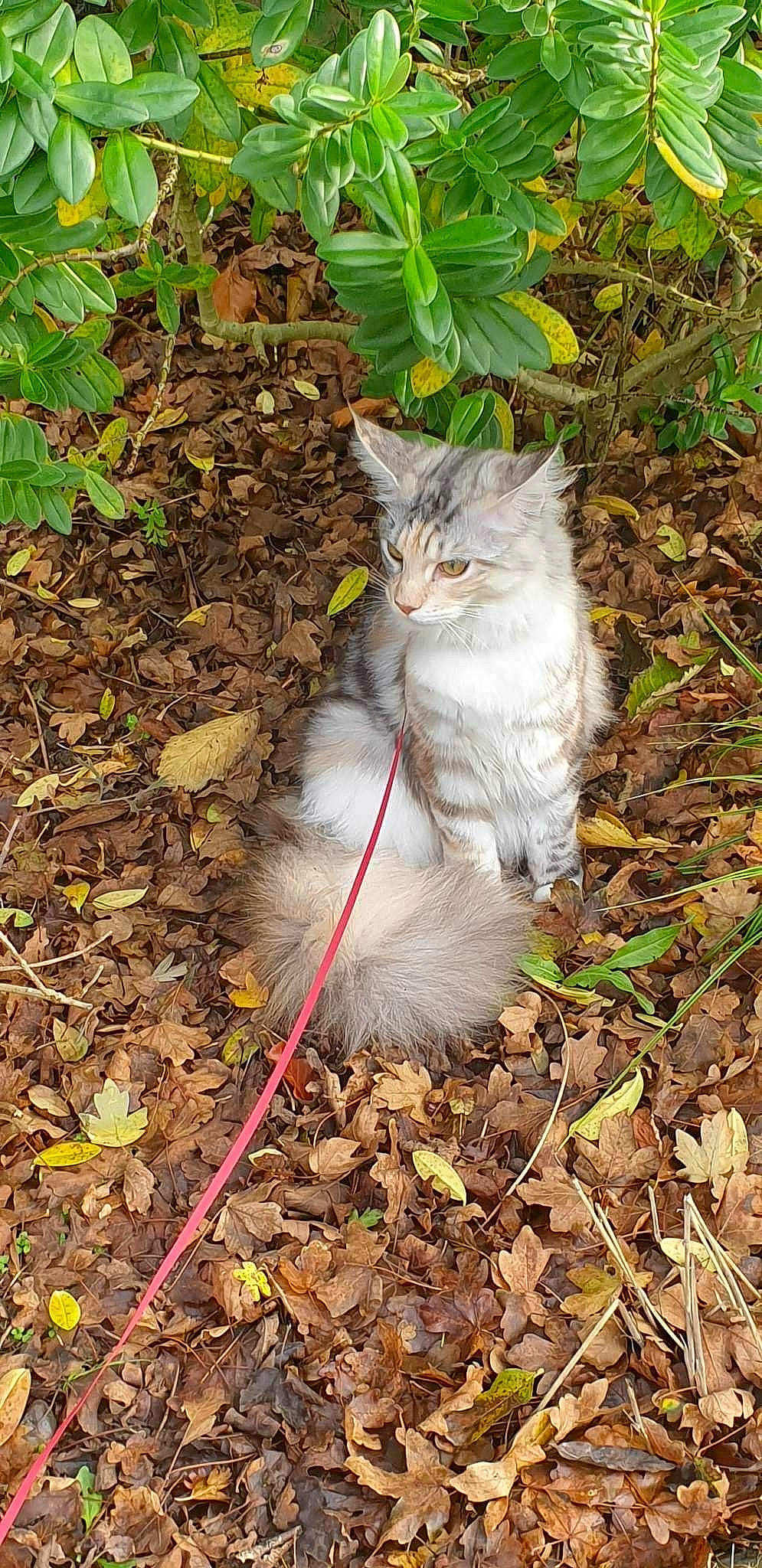 Anya joined the competition — help win amazing prizes! annual_plant, botany, carnivore, cat, domestic_short_haired_cat, fawn, felidae, fur, grass, groundcover, herb, plant, road_surface, small_to_medium_sized_cats, soil, tail, terrestrial_animal, tree, whiskers, wood