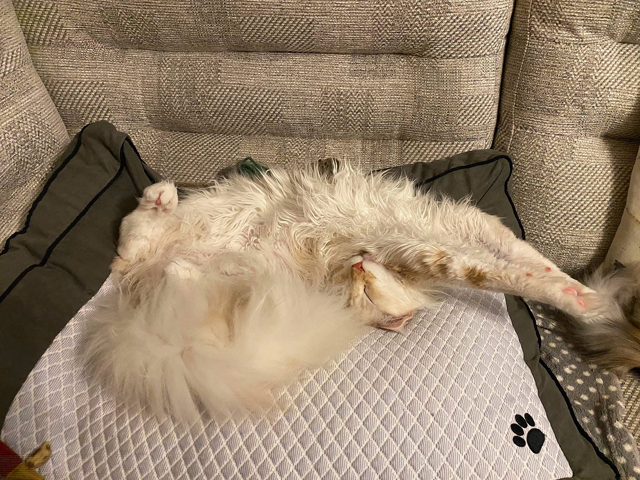 Luca joined the competition — help win amazing prizes! canidae, carnivore, claw, comfort, companion_dog, couch, dog_breed, duvet, feather, felidae, fur, linens, nap, paw, small_to_medium_sized_cats, sporting_group, tail, textile, whiskers