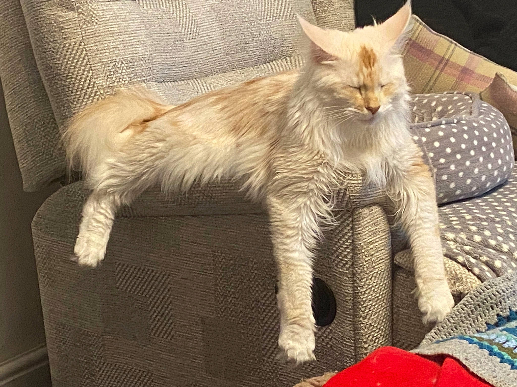 Luca is registered to the contest to win money with this photo: carnivore, cat, claw, comfort, fawn, felidae, fur, paw, small_to_medium_sized_cats, snout, tail, terrestrial_animal, whiskers