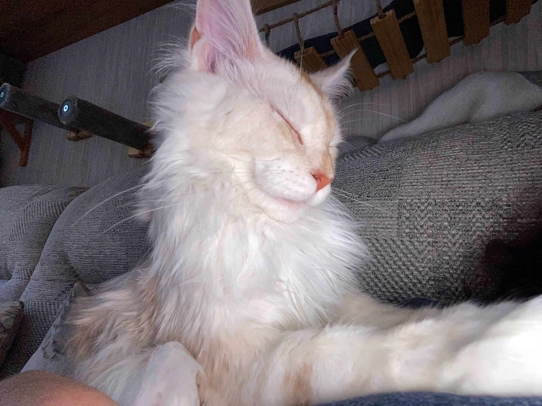 Luca joined the competition — help win amazing prizes! carnivore, cat, claw, comfort, fawn, felidae, fur, nap, paw, small_to_medium_sized_cats, snout, tail, terrestrial_animal, whiskers