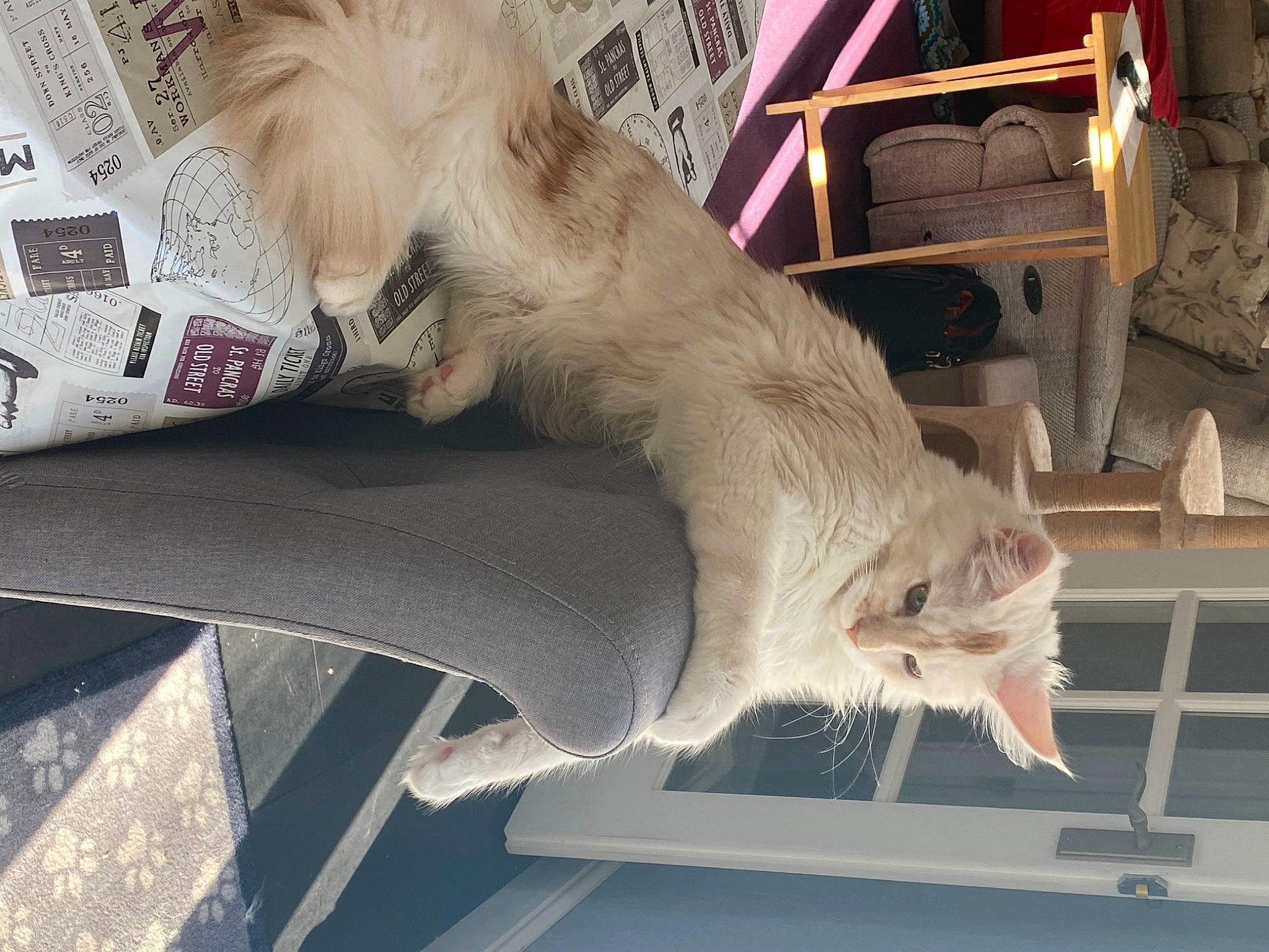 Luca is registered to the contest to win money with this photo: art, canidae, carnivore, cat, claw, companion_dog, domestic_short_haired_cat, fawn, felidae, fur, linens, paw, small_to_medium_sized_cats, snout, tail, whiskers, window, wood