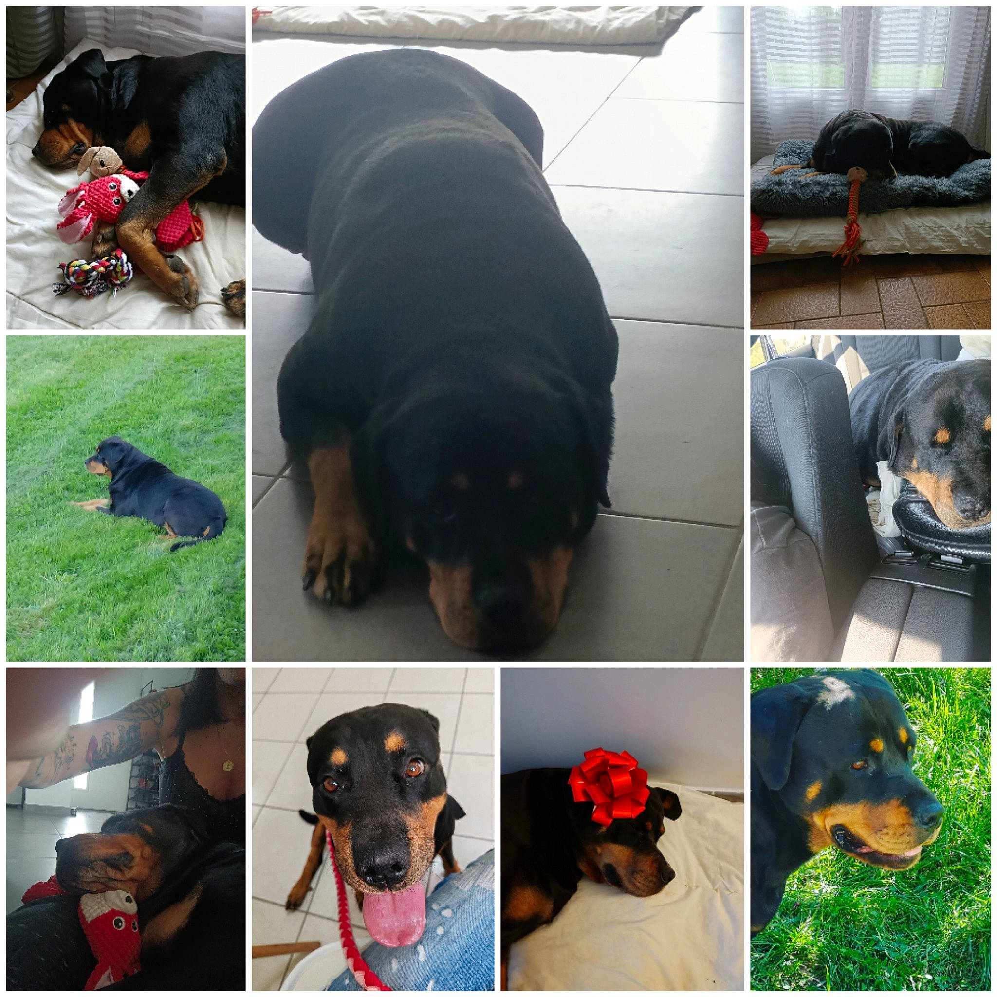 Kana a rejoint le concours — aidez-le/la à gagner de superbes lots ! black, canidae, carnivore, collar, companion_dog, dog, dog_breed, dog_collar, dog_supply, grass, green, mammal, pet_supply, photograph, sharing, snapshot, sporting_group, vertebrate, working_animal, working_dog