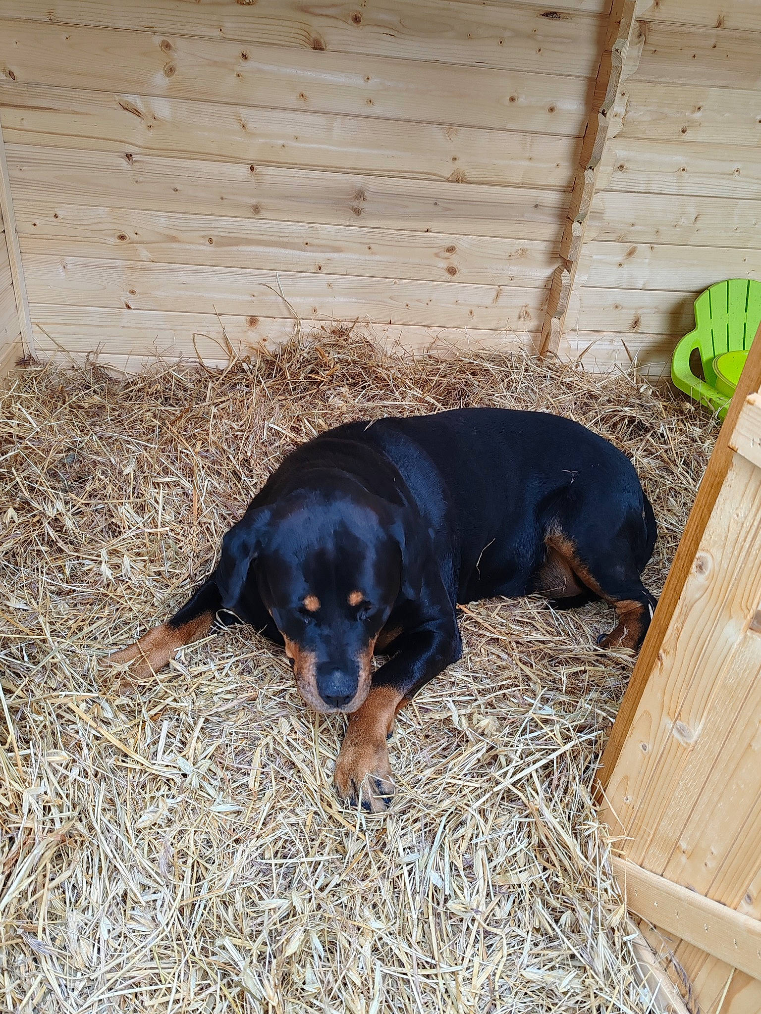 Kana participe au concours pour gagner de l'argent avec cette photo : canidae, carnivore, companion_dog, dog, dog_breed, grass, guard_dog, hunting_dog, montenegrin_mountain_hound, sharing, snout, sporting_group, terrestrial_animal, wood, working_animal, working_dog