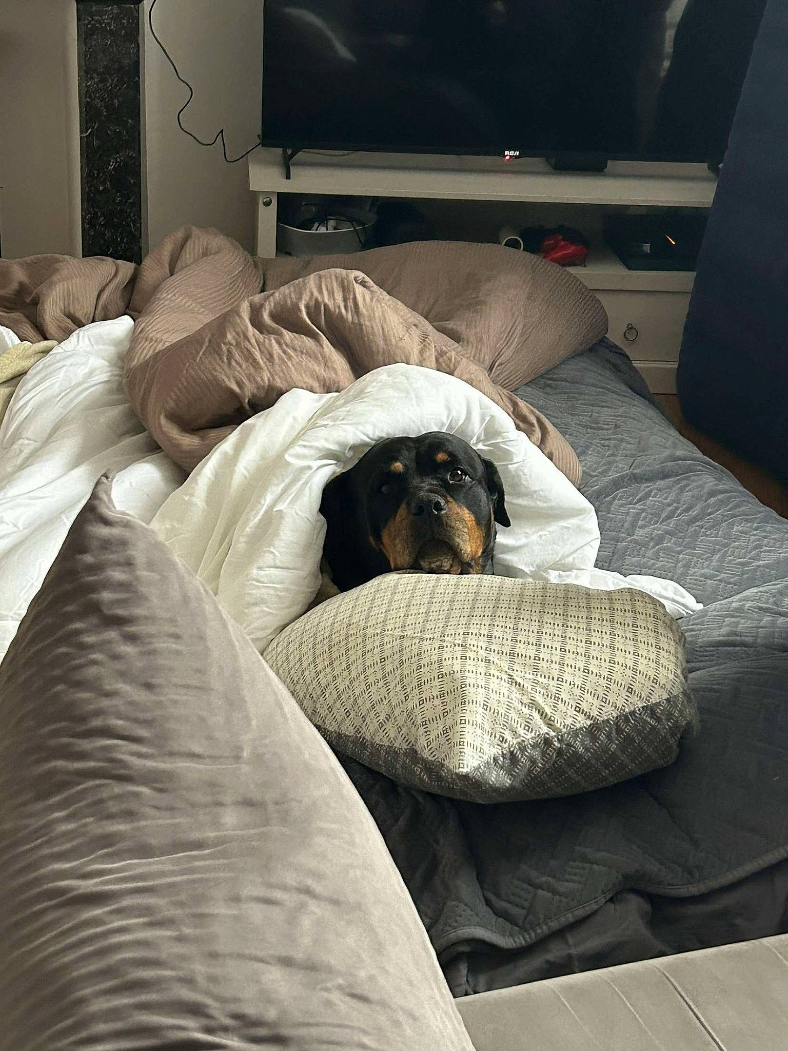Kana participe au concours pour gagner de l'argent avec cette photo : bedding, canidae, carnivore, comfort, companion_dog, dog, dog_breed, duvet, fawn, felidae, flooring, fur, hardwood, linens, living_room, room, sporting_group, television, tints_and_shades, wood