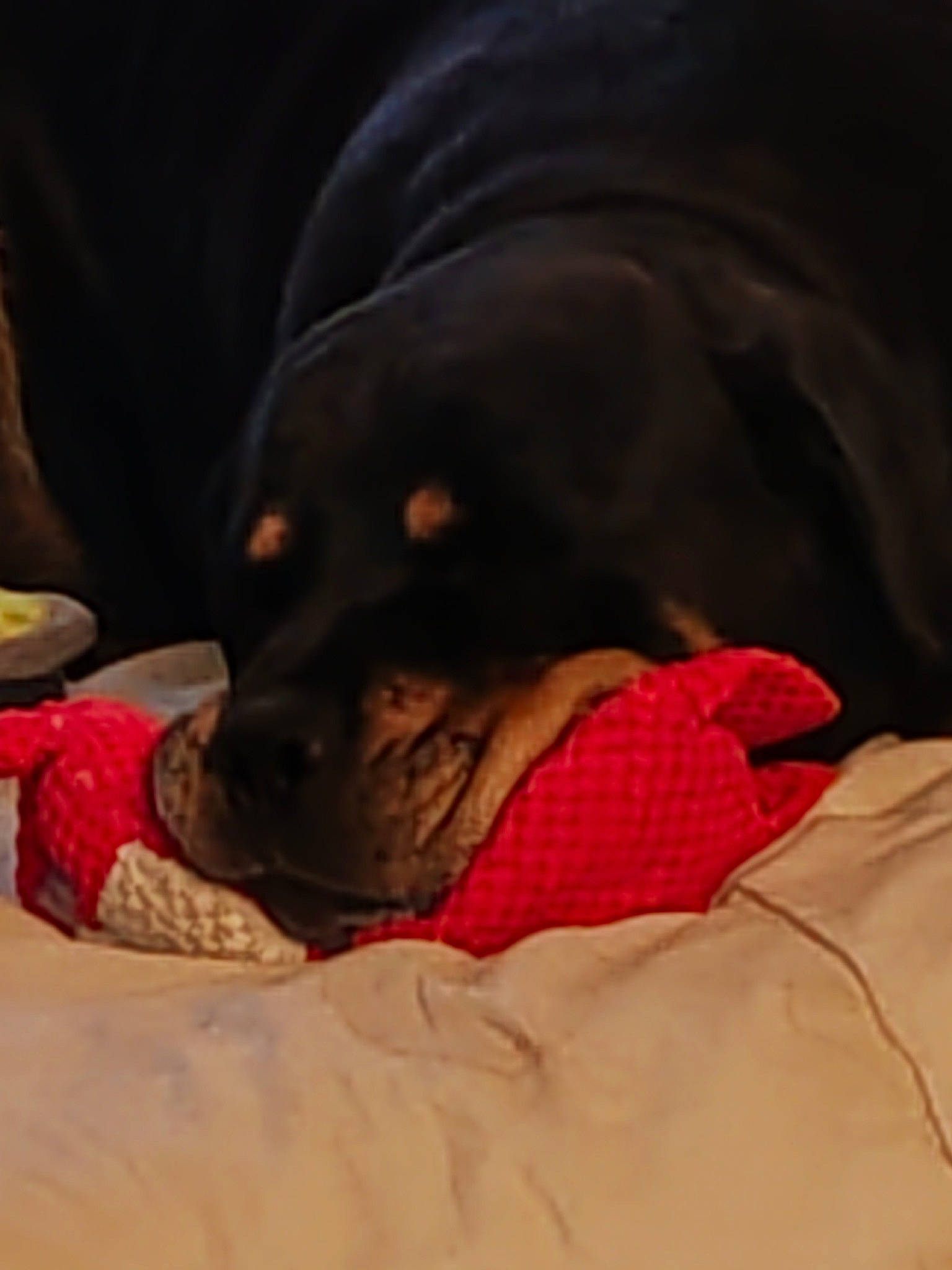 Kana participe au concours pour gagner de l'argent avec cette photo : bed, bedding, carmine, carnivore, cloud, comfort, companion_dog, dog, dog_breed, fawn, fur, guard_dog, linens, liver, snout, sporting_group, tints_and_shades, toy_dog, whiskers, working_animal