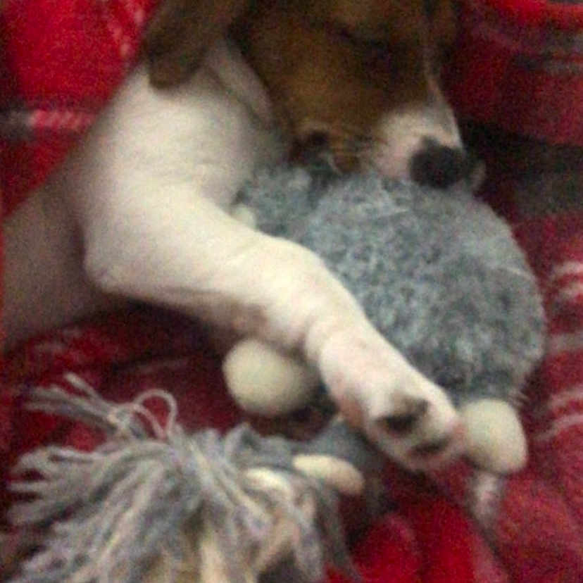 Poppy joined the competition — help win amazing prizes! animal, ball, beagle, blanket, canine, child, dog, female, girl, homedecor, hound, linen, person, pet, puppy, quilt, sleeping, sport, tennis, tennisball