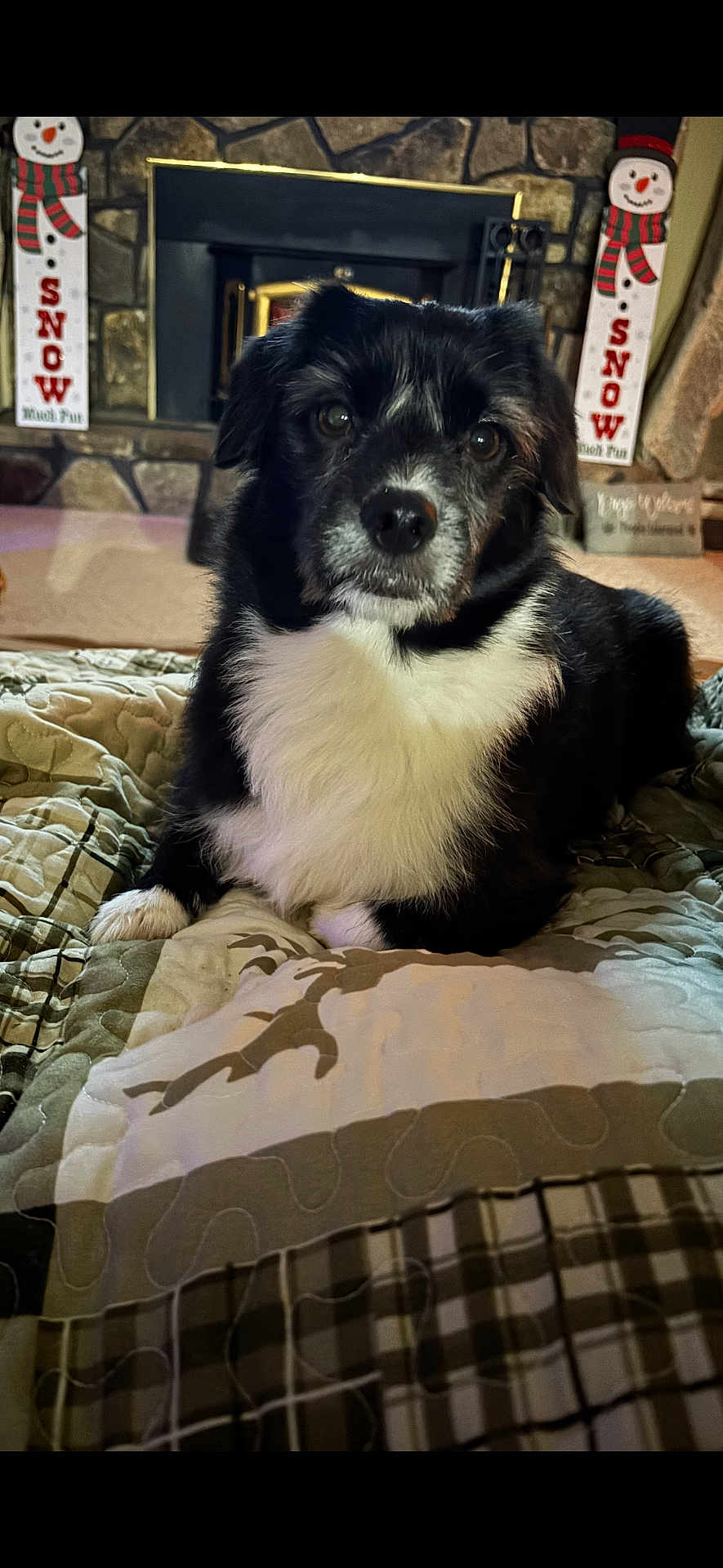 Skooter is registered to the contest to win money with this photo: dog, black_and_white, pet, quilt, blanket, fireplace, stone_wall, snowman_decoration, indoor, cozy, holiday, festive, comfort, fur, animal, mammal, cute, lying_down, home, warm