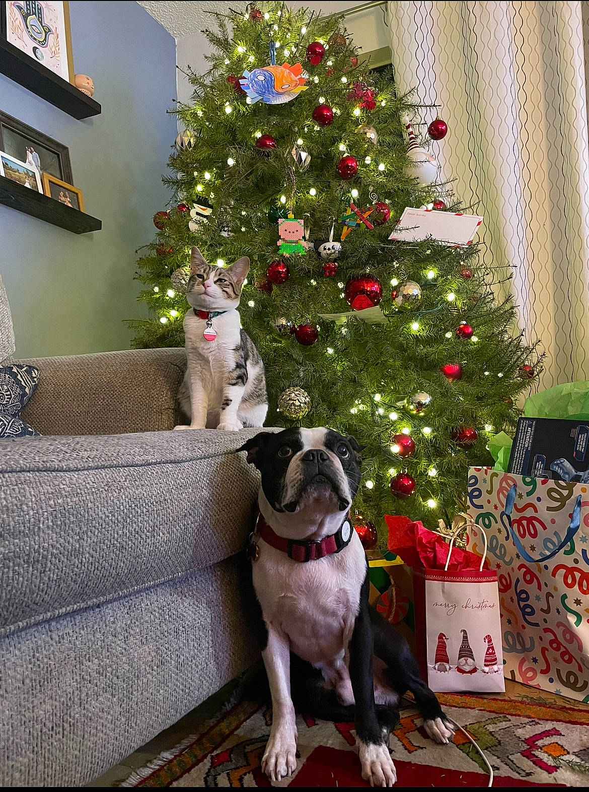 Kate joined the competition — help win amazing prizes! carnivore, christmas, christmas_decoration, christmas_ornament, christmas_tree, collar, companion_dog, couch, dog, dog_breed, event, fawn, holiday, holiday_ornament, living_room, mammal, ornament, plant, tree, vertebrate