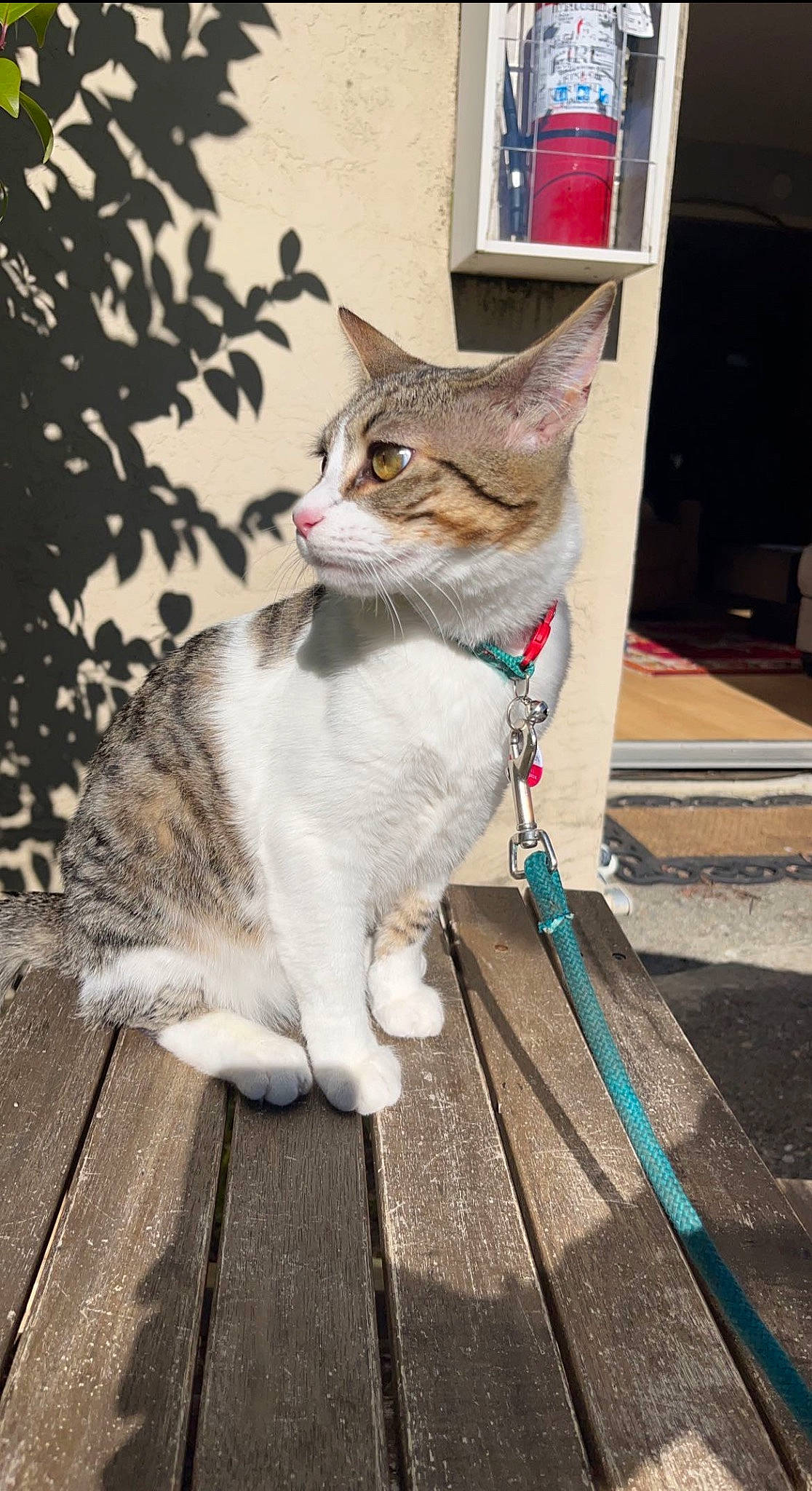 Kate joined the competition — help win amazing prizes! carnivore, cat, claw, collar, domestic_short_haired_cat, fawn, felidae, fur, grey, leash, paw, plant, road_surface, sitting, small_to_medium_sized_cats, snout, tail, tree, whiskers, wood