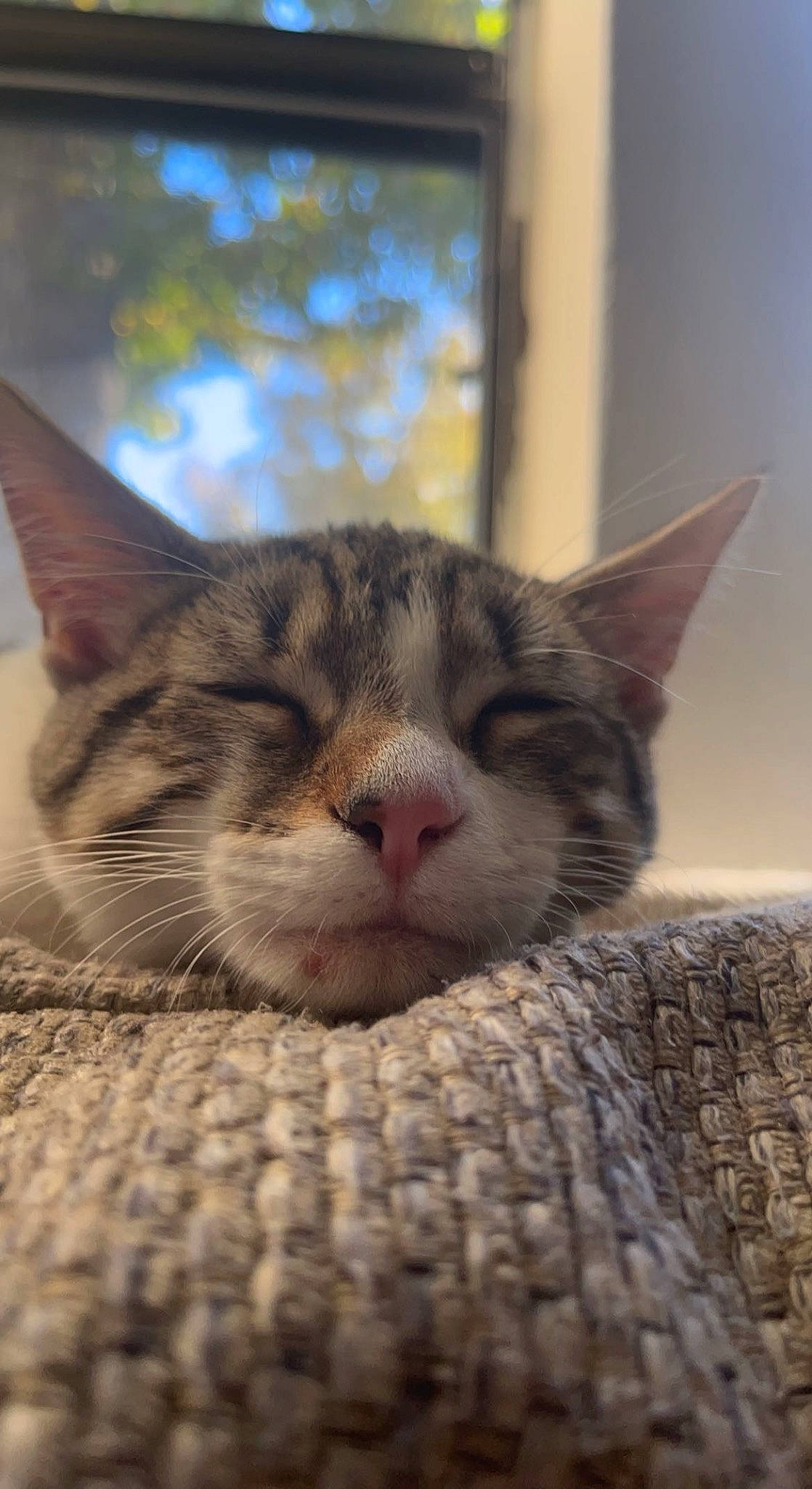 Kate joined the competition — help win amazing prizes! carnivore, cat, claw, close_up, comfort, domestic_short_haired_cat, eye, felidae, fur, paw, plant, sitting, small_to_medium_sized_cats, snout, terrestrial_animal, tree, whiskers, wildlife, window, wood