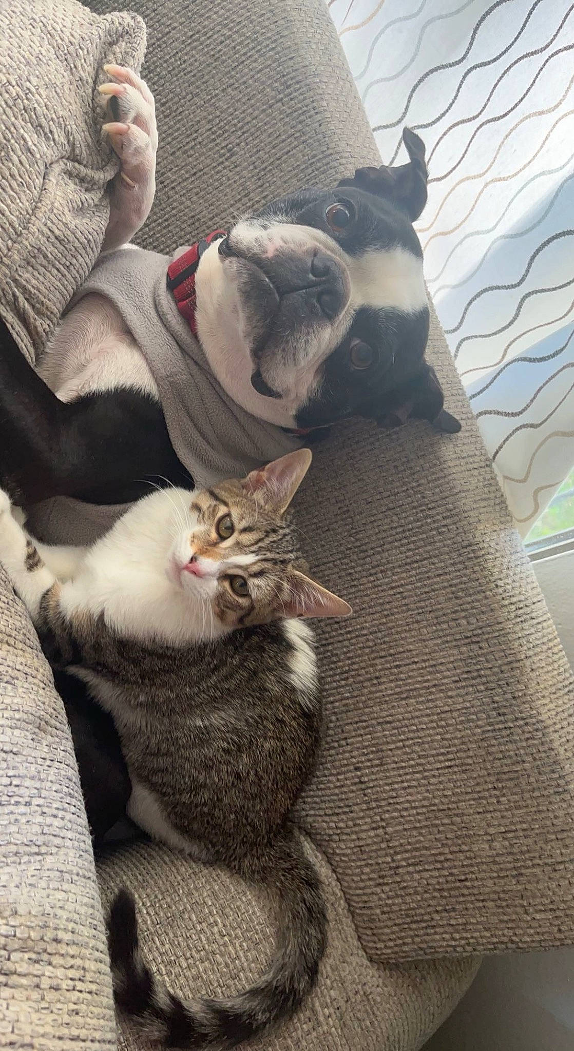 Kate is registered to the contest to win money with this photo: canidae, carnivore, cat, comfort, companion_dog, dog_breed, domestic_short_haired_cat, fawn, felidae, fur, grey, linens, mesh, nap, paw, small_to_medium_sized_cats, snout, tail, whiskers, wood