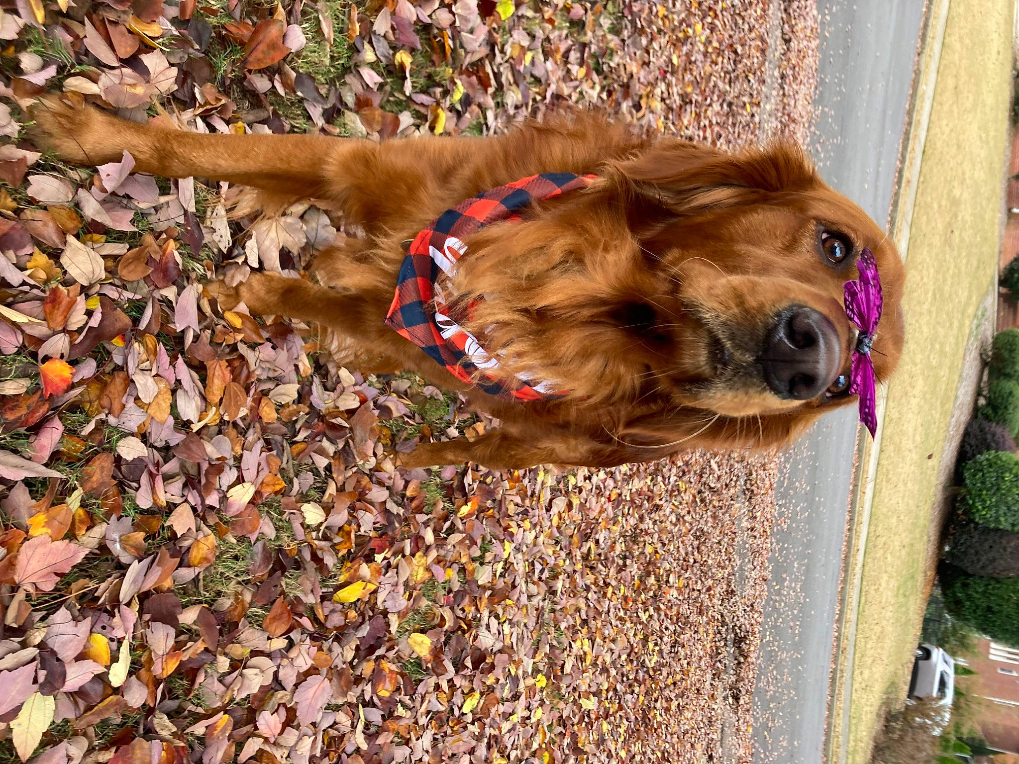 Gage is registered to the contest to win money with this photo: canidae, carnivore, collar, companion_dog, dog, dog_breed, dog_collar, dog_supply, fawn, flowerpot, fur, leash, liver, pet_supply, plant, snout, soil, sporting_group, wood, working_animal