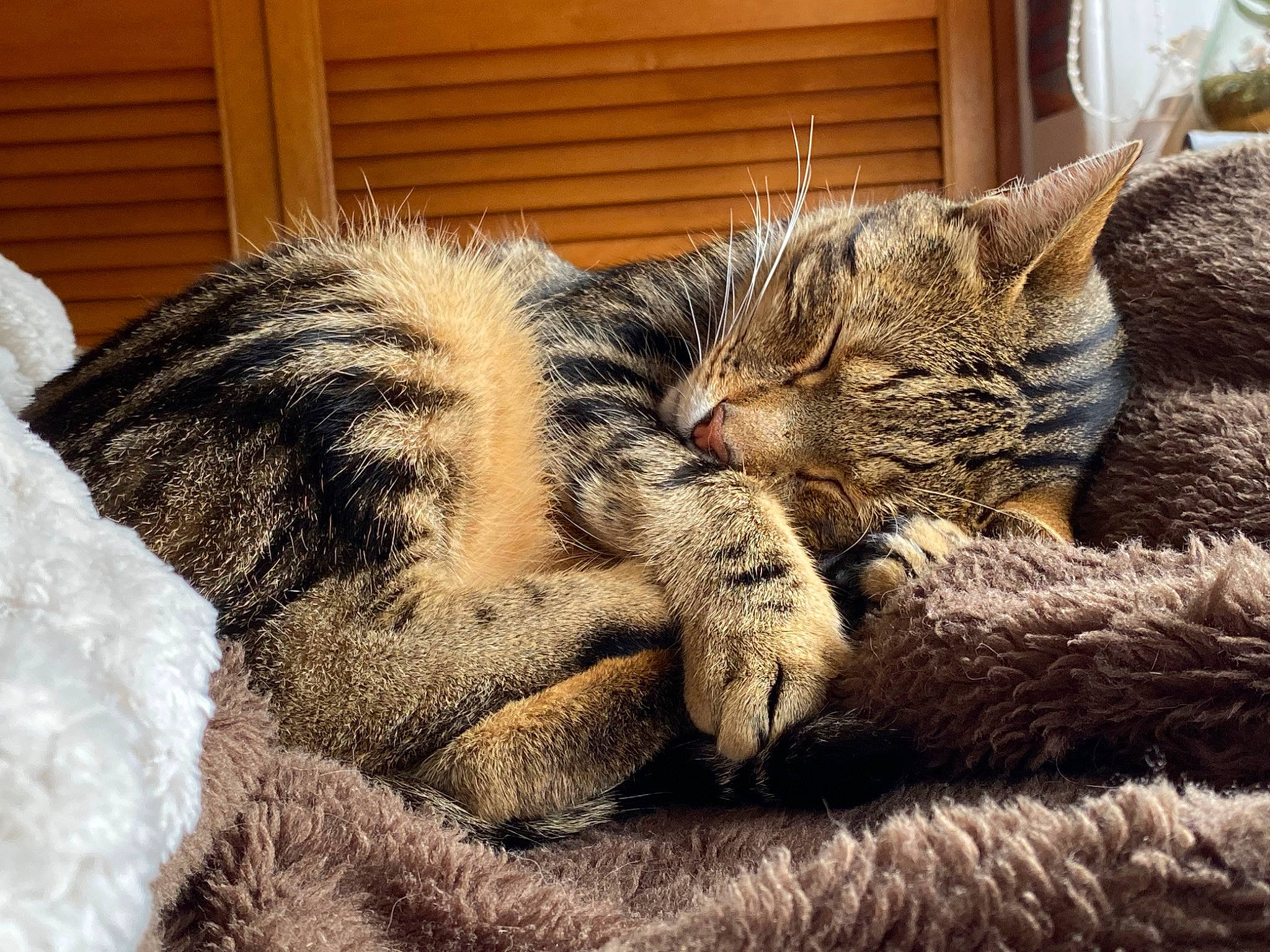 Donald is registered to the contest to win money with this photo: carnivore, cat, claw, comfort, domestic_short_haired_cat, felidae, fur, grass, mammal, nap, natural_material, paw, small_to_medium_sized_cats, snout, tail, terrestrial_animal, vertebrate, whiskers, wildlife, window