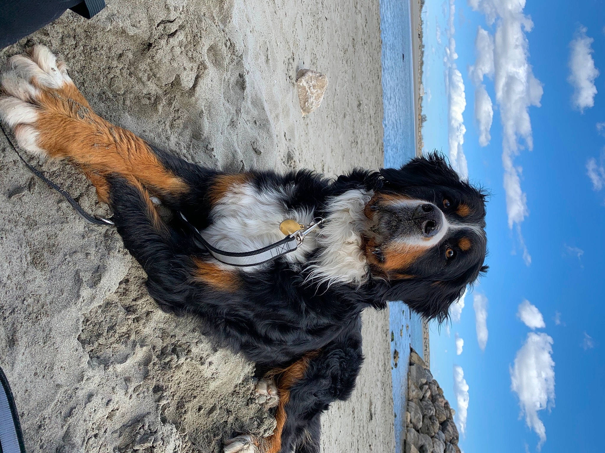 Kali a rejoint le concours — aidez-le/la à gagner de superbes lots ! art, beak, blue, canidae, claw, cloud, dog_breed, fur, sky, snout, sporting_group, tail, terrestrial_animal, tree, trunk, wildlife, window, wood