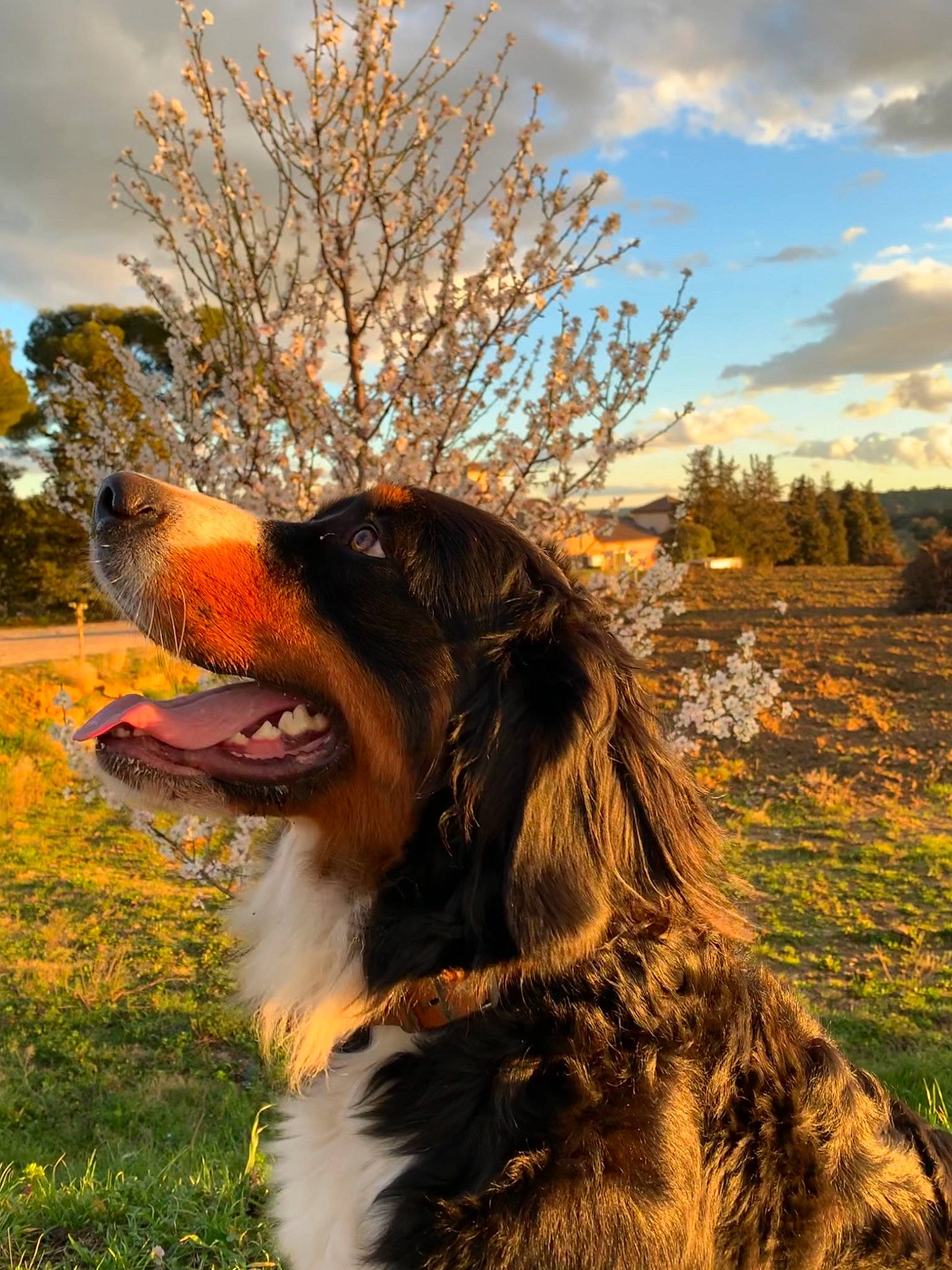 Kali a rejoint le concours — aidez-le/la à gagner de superbes lots ! canidae, carnivore, cloud, companion_dog, dog, dog_breed, fang, fur, giant_dog_breed, grass, happy, herding_dog, landscape, plant, sky, snout, sporting_group, tree, whiskers, working_dog