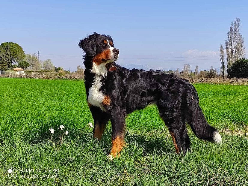 Kali a rejoint le concours — aidez-le/la à gagner de superbes lots ! bernese_mountain_dog, canidae, carnivore, companion_dog, dog, dog_breed, dog_sports, field, grass, grassland, herding_dog, meadow, pasture, plant, sky, sporting_group, tail, tree, working_animal, working_dog