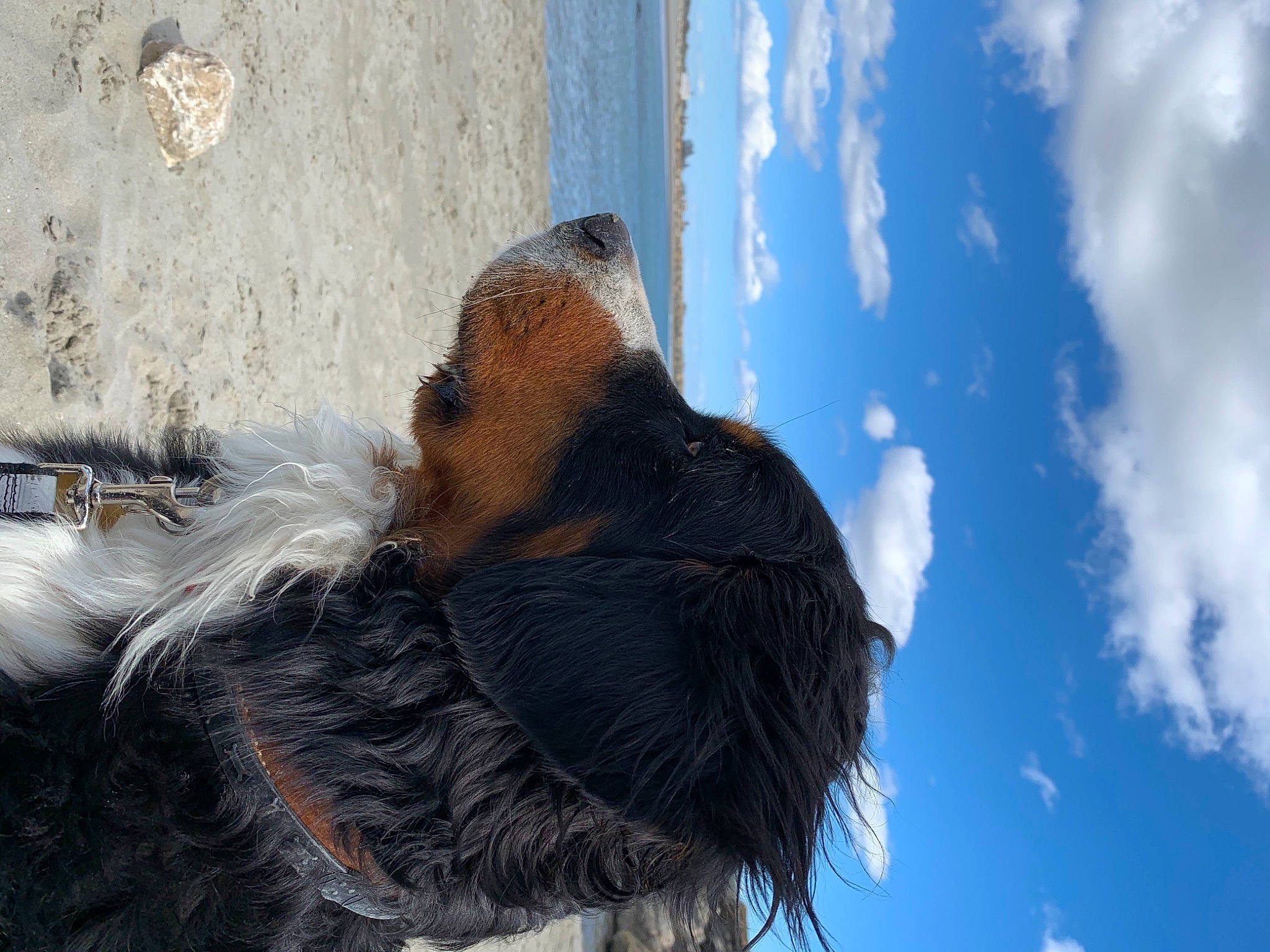 Kali participe au concours pour gagner de l'argent avec cette photo : beak, blue, canidae, carnivore, cloud, cumulus, dog, dog_breed, electric_blue, feather, fur, reflection, sky, snout, sporting_group, tail, terrestrial_animal, water, winter, wood