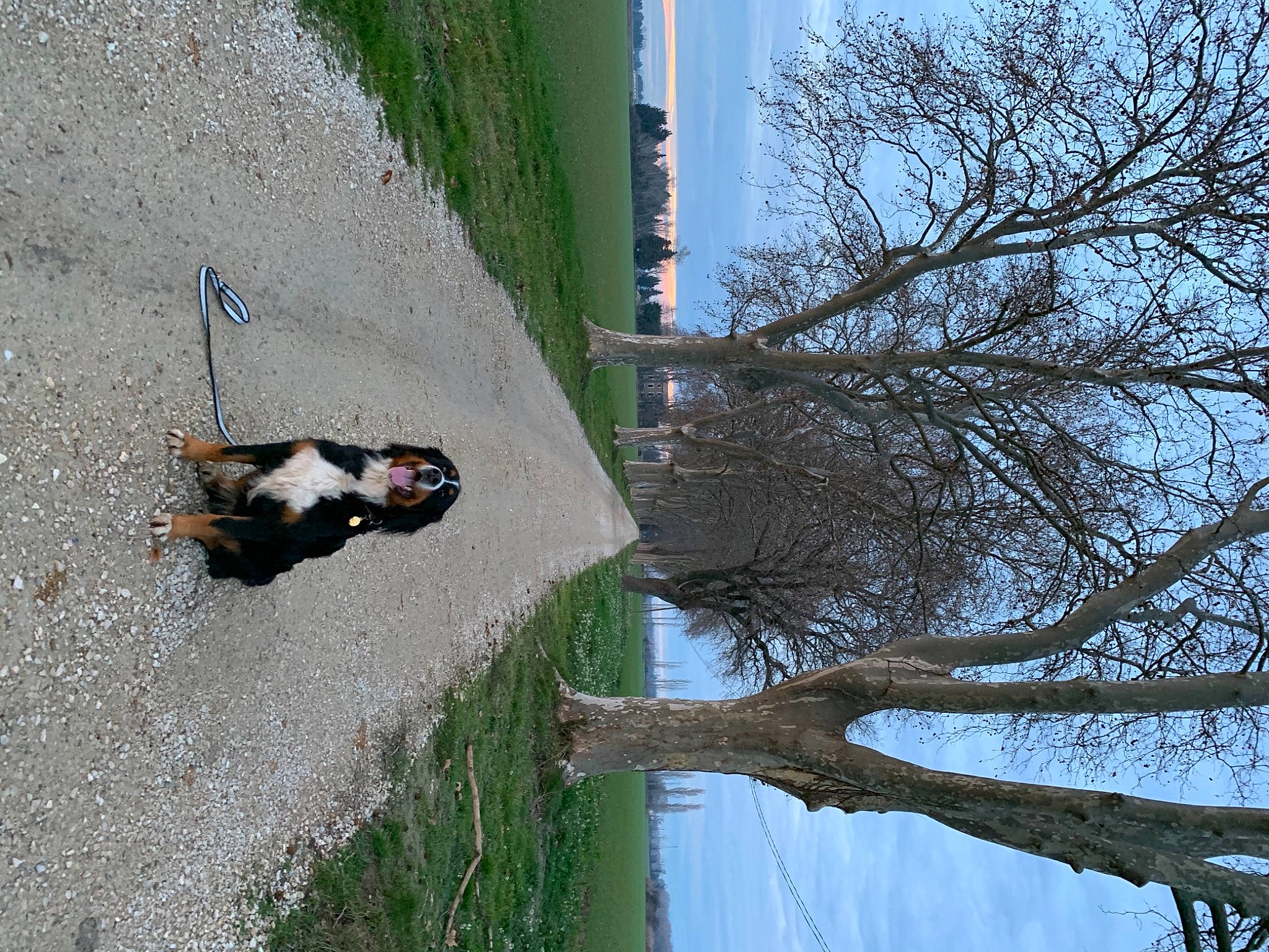 Kali a rejoint le concours — aidez-le/la à gagner de superbes lots ! asphalt, carnivore, dog_breed, grass, leisure, line, plant, recreation, road, road_surface, shadow, sidewalk, sky, slope, tail, tire, tree, trunk, twig, water