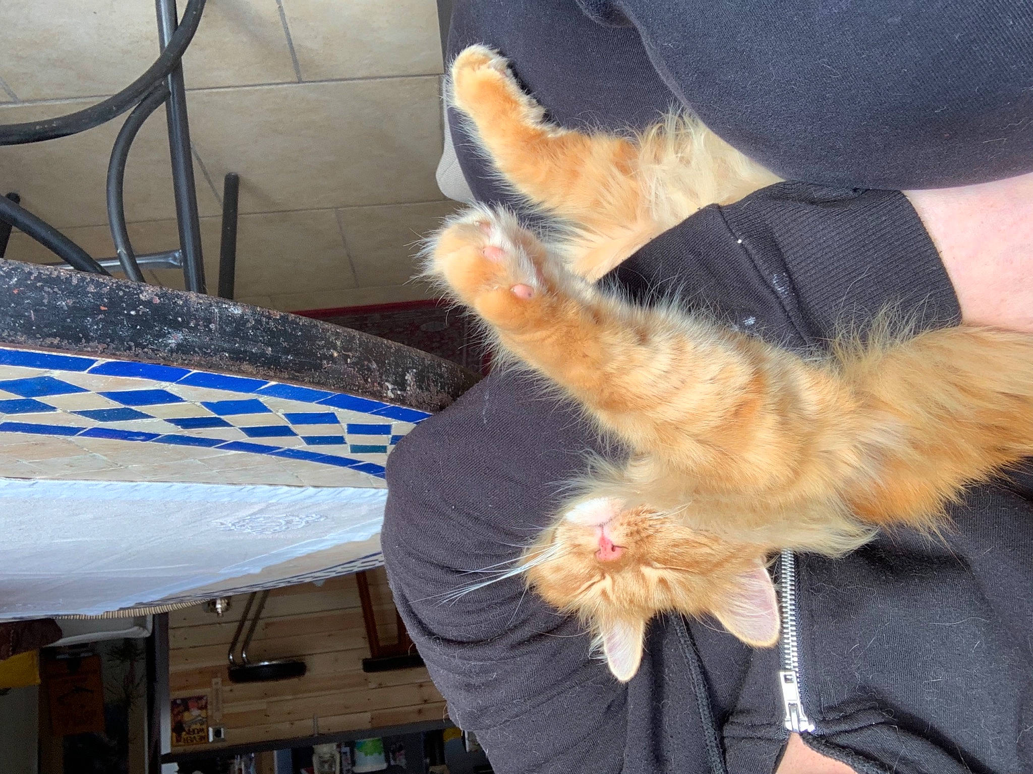 Jean Pierre a rejoint le concours — aidez-le/la à gagner de superbes lots ! auto_part, automotive_window_part, carnivore, cat, claw, companion_dog, dog_breed, electric_blue, felidae, foot, fur, gesture, hood, human_leg, mammal, small_to_medium_sized_cats, tail, vehicle_door, whiskers, windshield