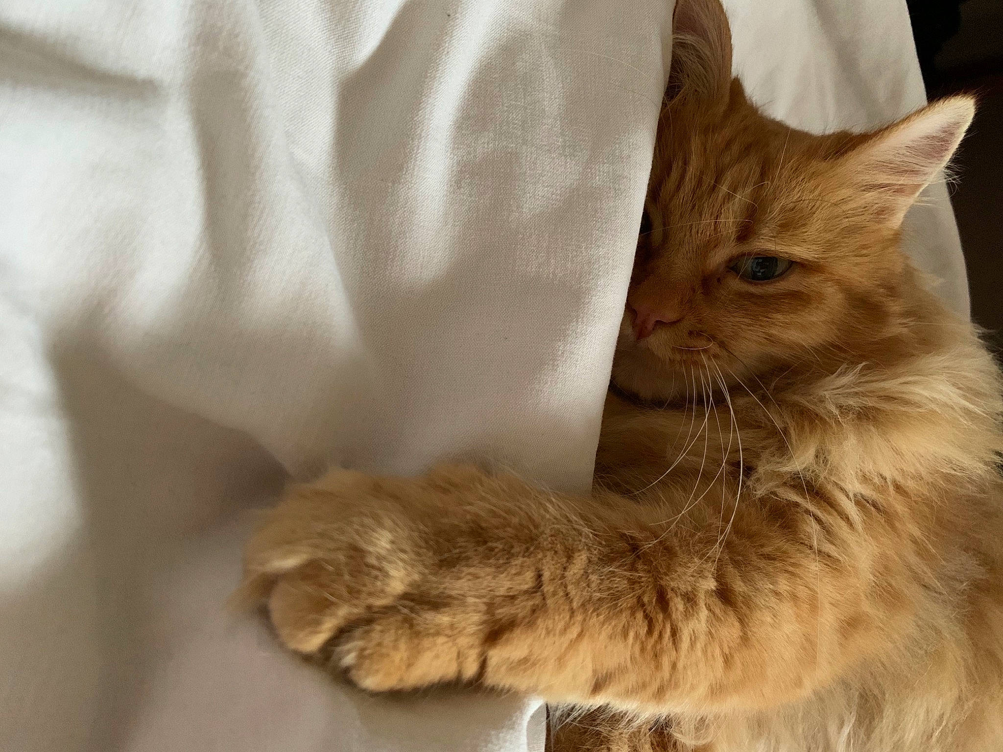 Jean Pierre participe au concours pour gagner de l'argent avec cette photo : carnivore, cat, claw, comfort, domestic_short_haired_cat, eye, fawn, felidae, fur, gesture, paw, small_to_medium_sized_cats, snout, tail, terrestrial_animal, whiskers