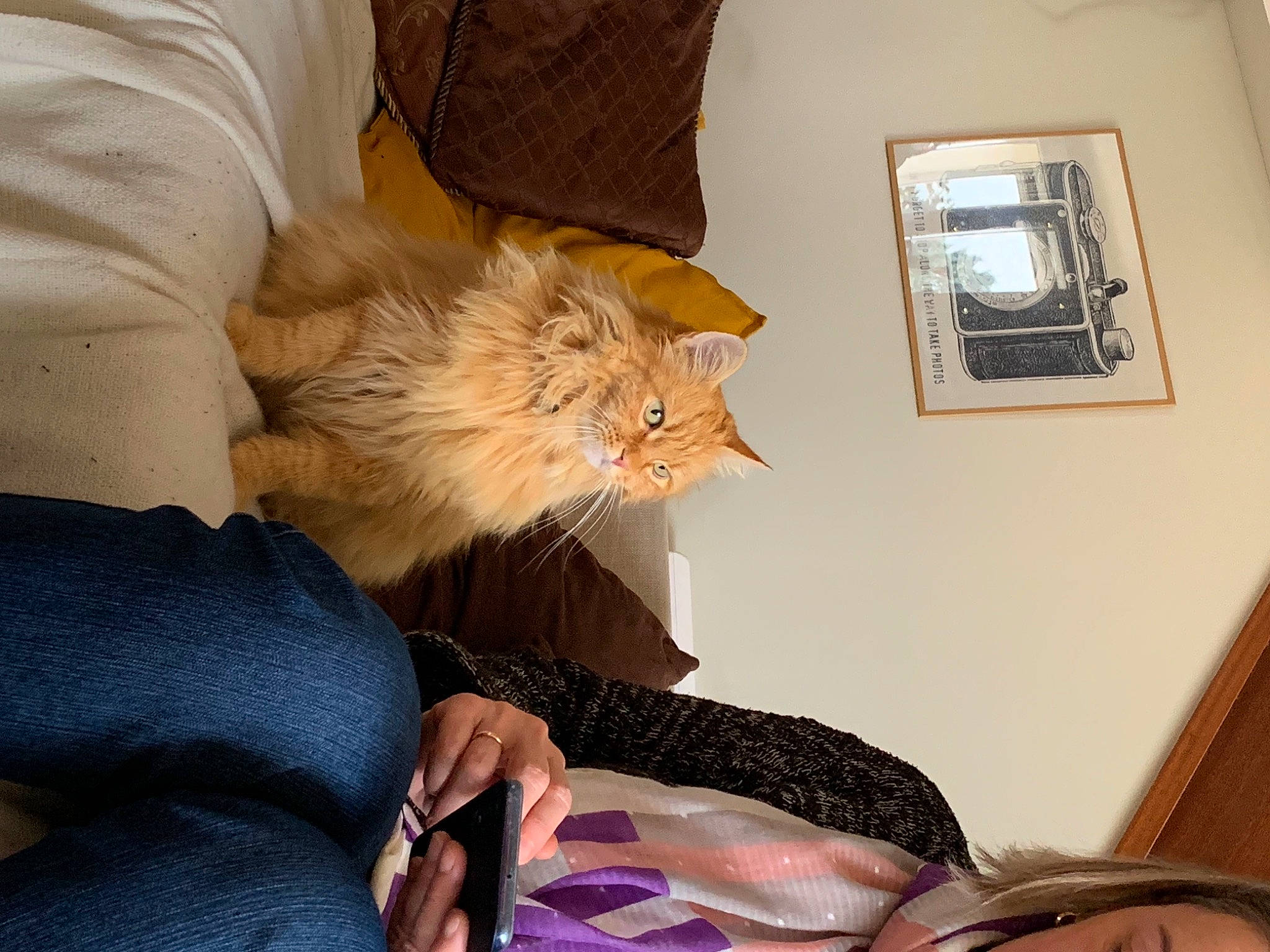 Jean Pierre a rejoint le concours — aidez-le/la à gagner de superbes lots ! bed, carnivore, cat, chair, comfort, domestic_short_haired_cat, felidae, fur, house, human_leg, lap, picture_frame, room, sitting, small_to_medium_sized_cats, tail, thigh, whiskers, window, wood