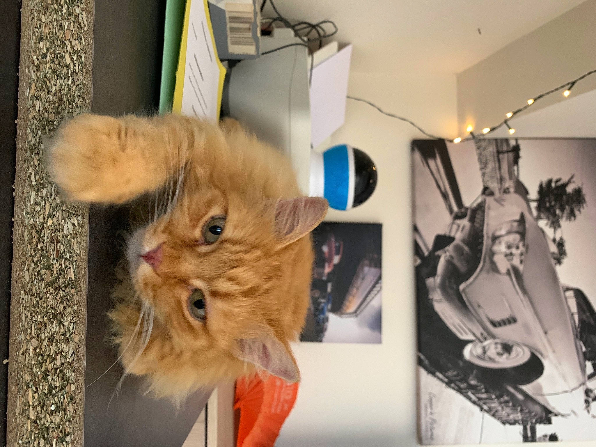 Jean Pierre a rejoint le concours — aidez-le/la à gagner de superbes lots ! art, bed, carnivore, cat, claw, companion_dog, domestic_short_haired_cat, fawn, felidae, fur, guitar, houseplant, paw, photo_caption, room, small_to_medium_sized_cats, tail, visual_arts, whiskers