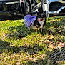 dog, grass, tutu, purple, pet, outdoor, sunlight, vehicle, car, black, parked, leaf, nature, animal, cute, tongue, small_dog, fur, shadow, playful