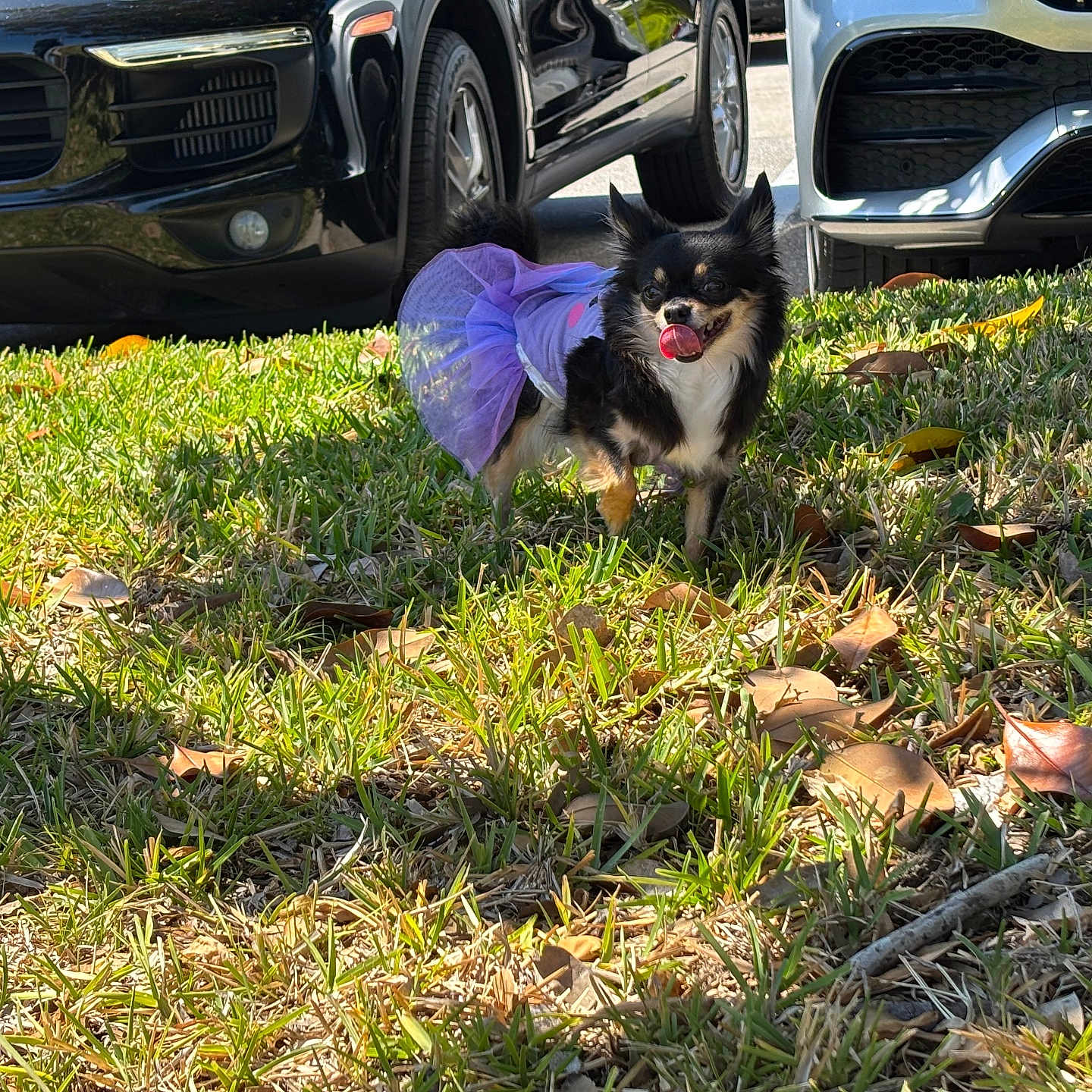 Minnie joined the competition — help win amazing prizes! animal, black, car, cute, dog, fur, grass, leaf, nature, outdoor, parked, pet, playful, purple, shadow, small_dog, sunlight, tongue, tutu, vehicle