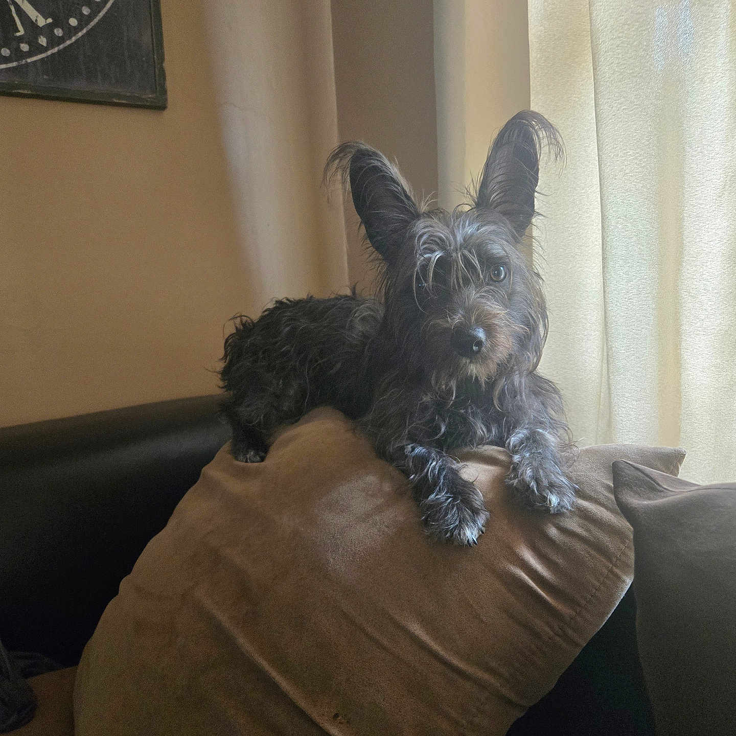 Blackie