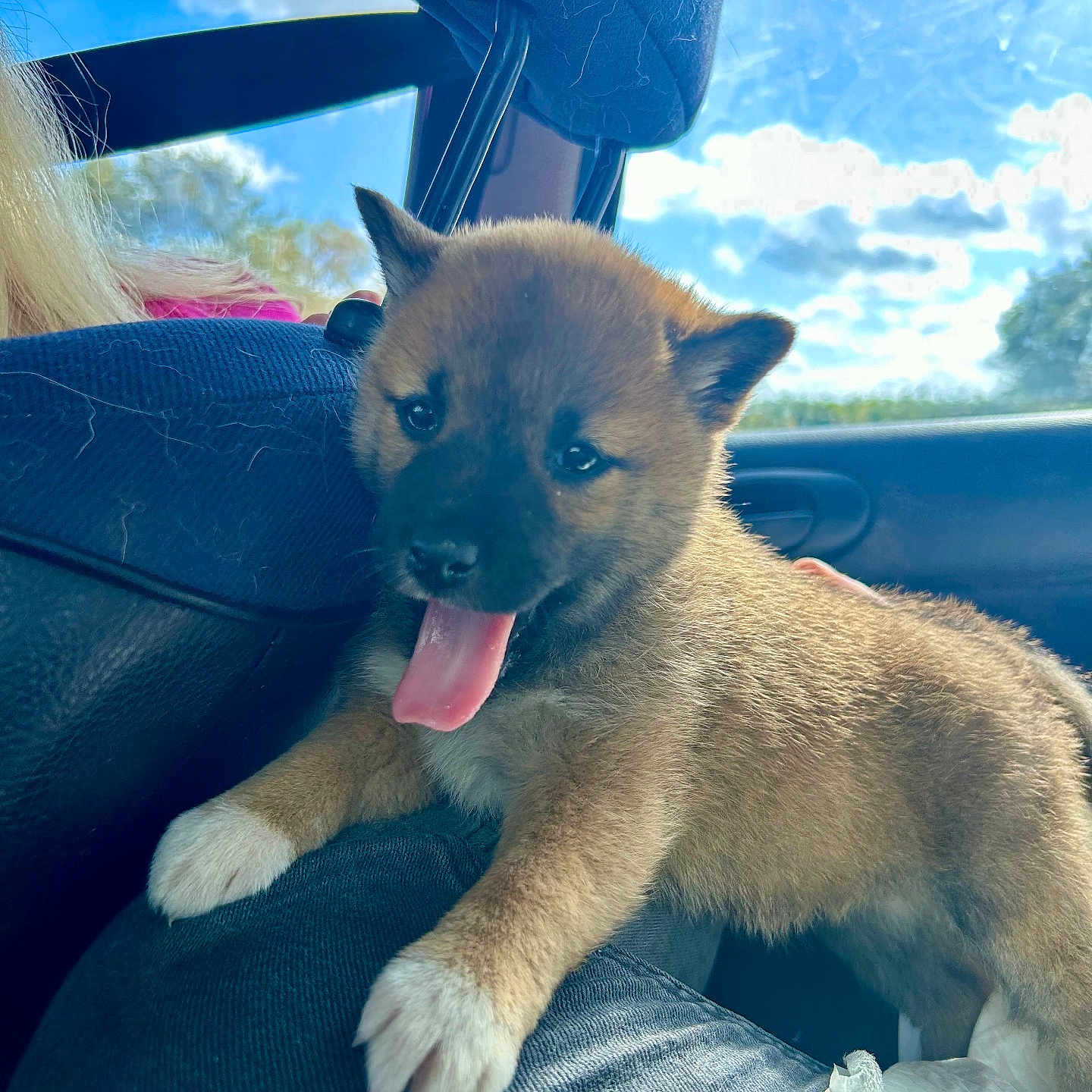 Akira a rejoint le concours — aidez-le/la à gagner de superbes lots ! animal, architecture, bodypart, building, canine, car, car_interior, carseat, cushion, dog, homedecor, husky, mouth, outdoors, person, pet, puppy, tongue, transportation, vehicle