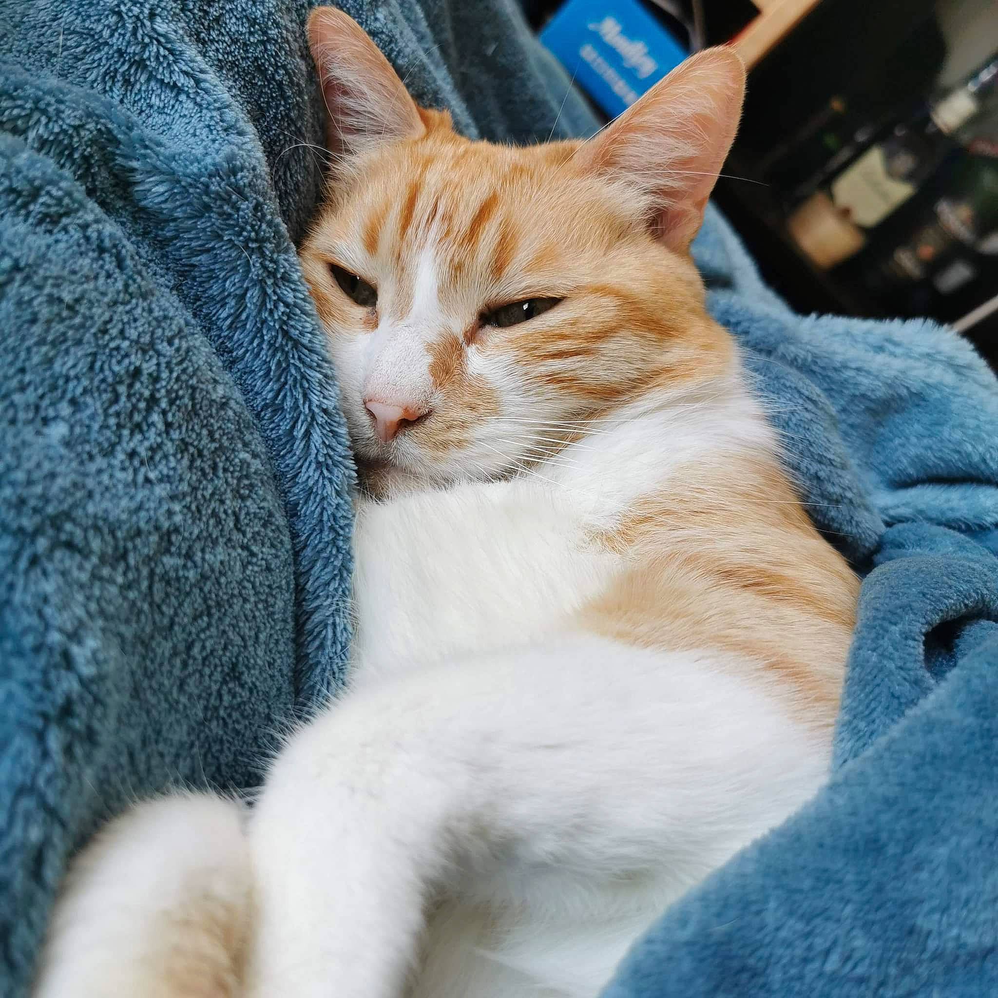 Elfie participe au concours pour gagner de l'argent avec cette photo : art, carnivore, cat, claw, comfort, domestic_short_haired_cat, electric_blue, fawn, felidae, fur, gesture, paw, sitting, small_to_medium_sized_cats, snout, tail, tree, whiskers