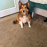 Candy Kane Boots joined the competition — help win amazing prizes! animal, bed, black_fur, brown_fur, carpet, collar, cozy, dog, door, ears_up, floor, furniture, home, indoor, looking_at_camera, pet, sitting, tag, white_fur, window_blind