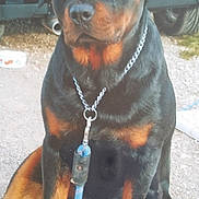 Booba a rejoint le concours — aidez-le/la à gagner de superbes lots ! rottweiler, dog, animal, pet, sitting, leash, collar, outdoor, gravel, vehicle, black, brown, chain, canine, mammal, fur, companion, alert, domestic, portrait