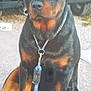 rottweiler, dog, animal, pet, sitting, leash, collar, outdoor, gravel, vehicle, black, brown, chain, canine, mammal, fur, companion, alert, domestic, portrait