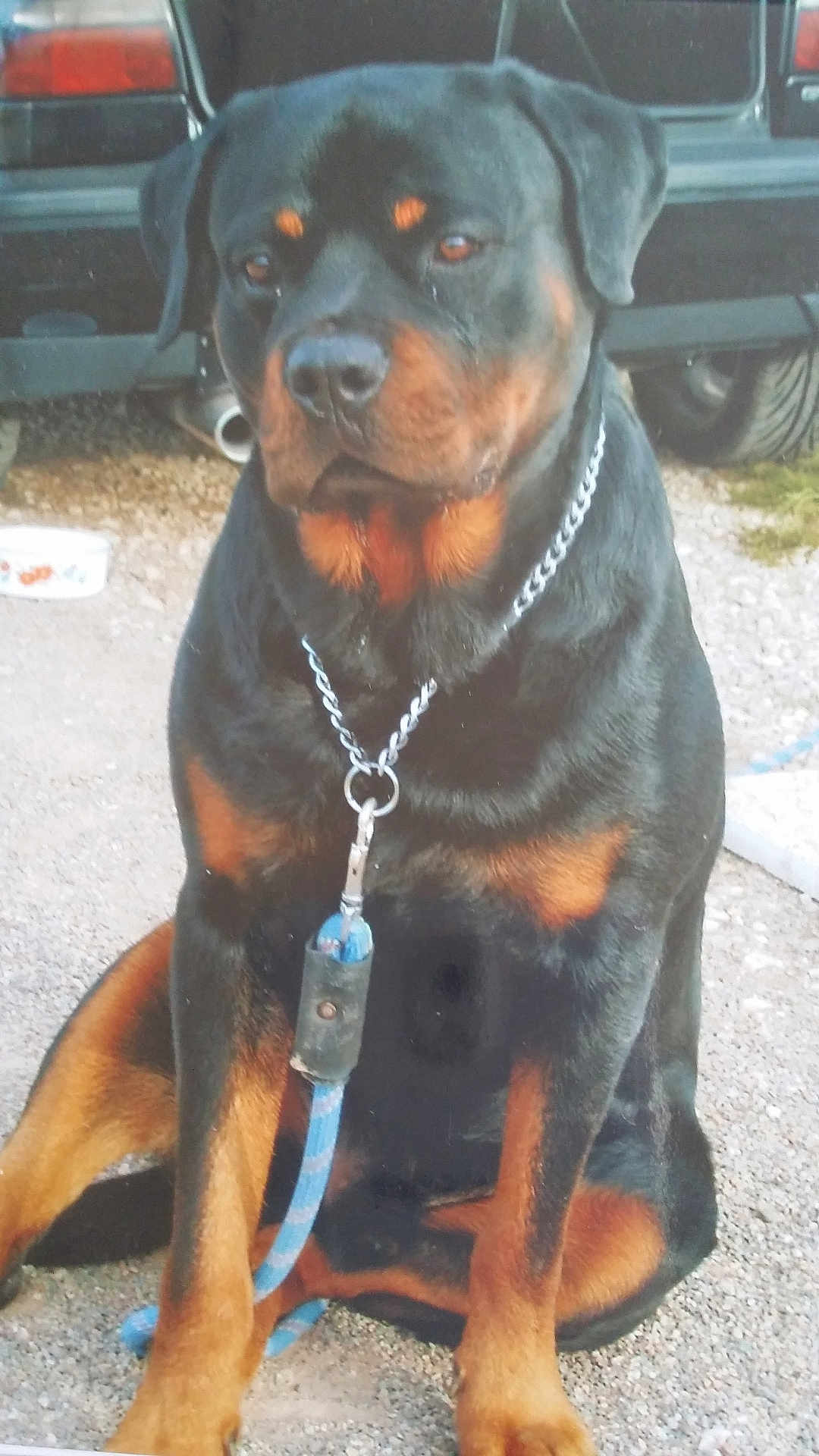 Booba a rejoint le concours — aidez-le/la à gagner de superbes lots ! rottweiler, dog, animal, pet, sitting, leash, collar, outdoor, gravel, vehicle, black, brown, chain, canine, mammal, fur, companion, alert, domestic, portrait