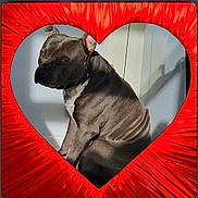 Uzy a rejoint le concours — aidez-le/la à gagner de superbes lots ! dog, black_dog, heart_frame, red_frame, pet, animal, indoor, portrait, sitting, looking_back, shadow, cute, love, furry, canine, domestic_animal, companion, bright, decor, calm