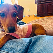 Peanut joined the competition — help win amazing prizes! dog, pet, indoor, sweater, brown, curious, lap, furniture, wooden_floor, carpet, relaxed, canine, collar, closeup, cozy, domestic, animal, looking, casual, home