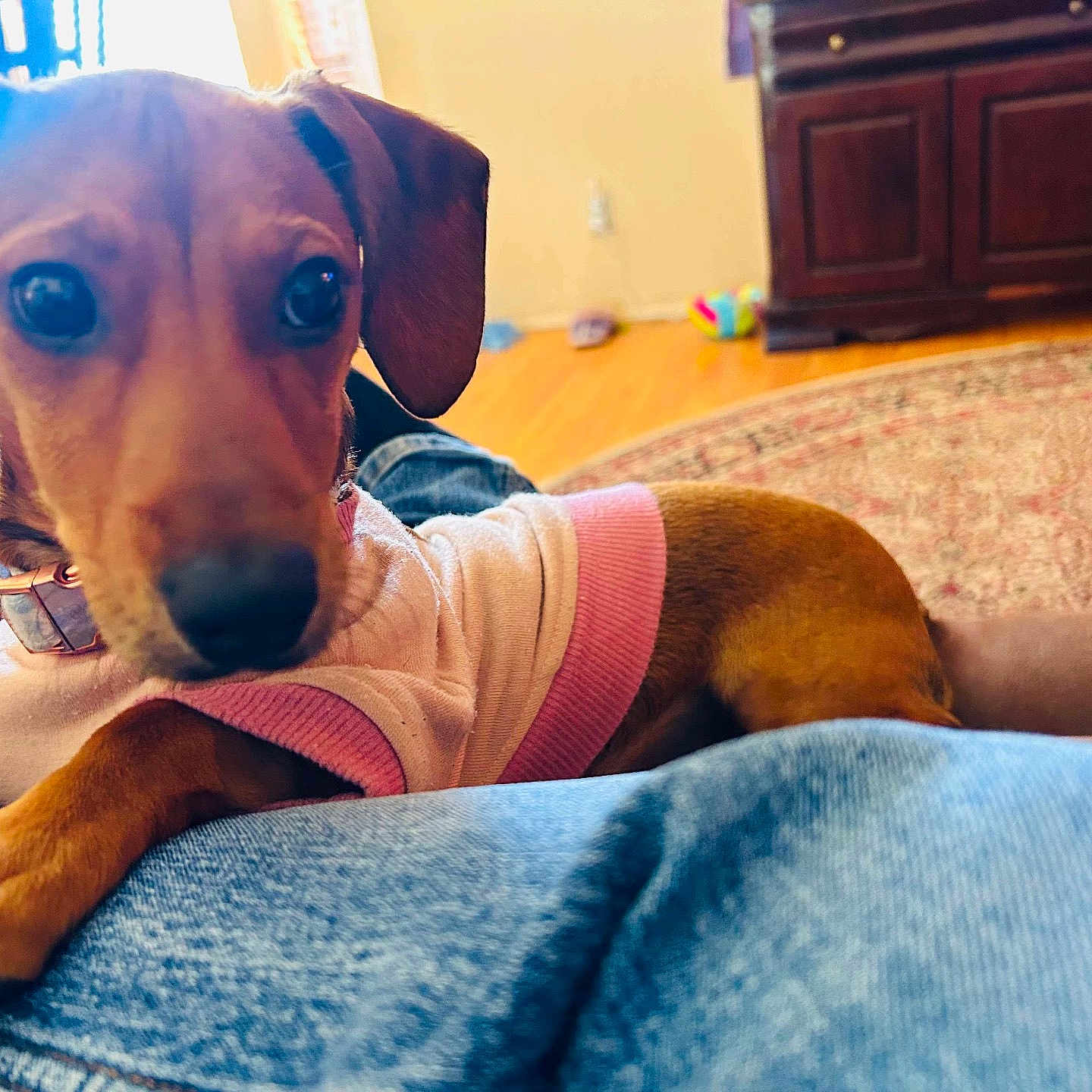 Peanut joined the competition — help win amazing prizes! animal, brown, canine, carpet, casual, closeup, collar, cozy, curious, dog, domestic, furniture, home, indoor, lap, looking, pet, relaxed, sweater, wooden_floor