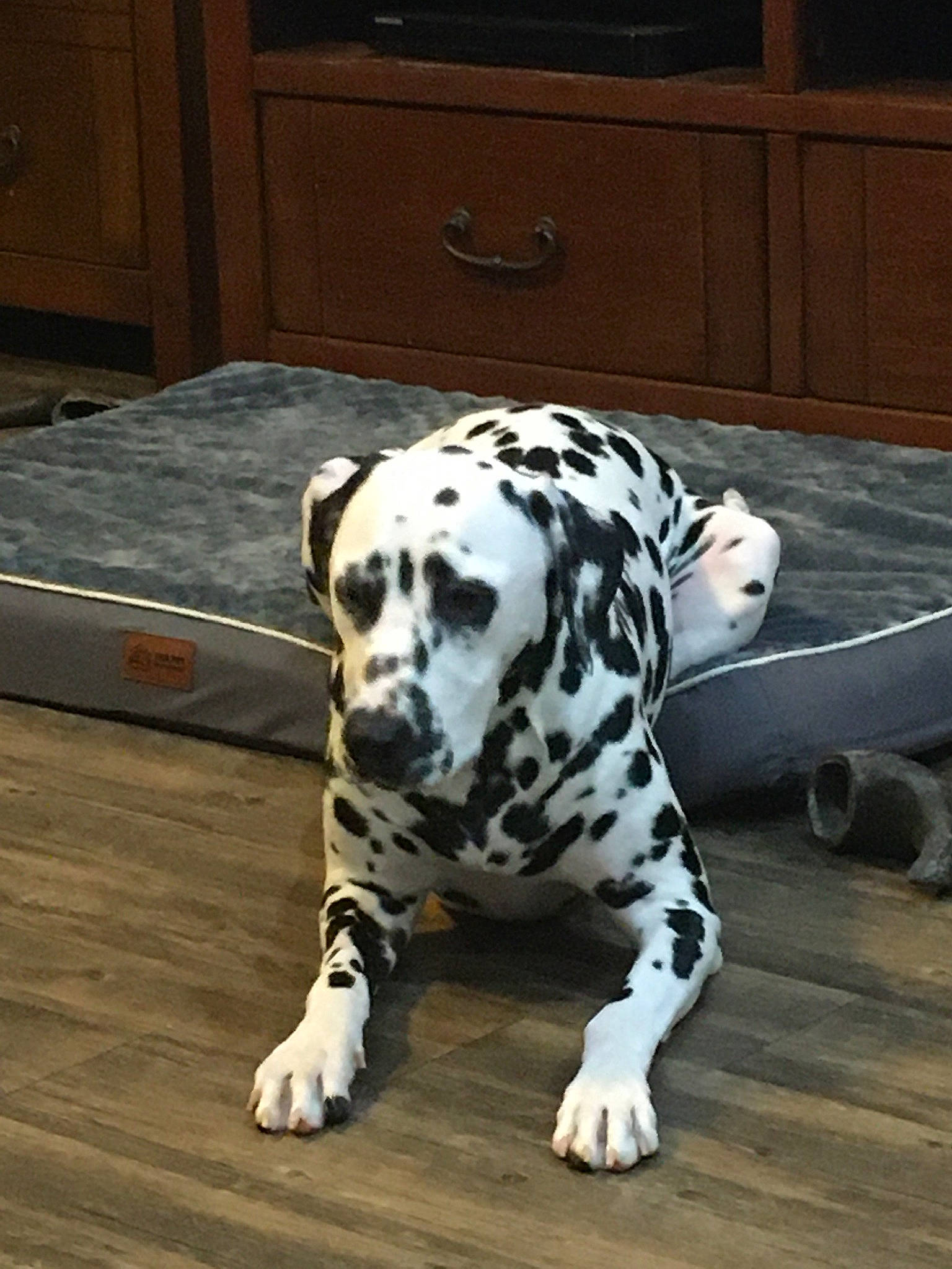 Riley joined the competition — help win amazing prizes! cabinetry, canidae, carnivore, chest_of_drawers, companion_dog, dalmatian, dog, dog_breed, dog_supply, drawer, fawn, flooring, paw, snout, sporting_group, tail, terrestrial_animal, whiskers, wood, working_animal