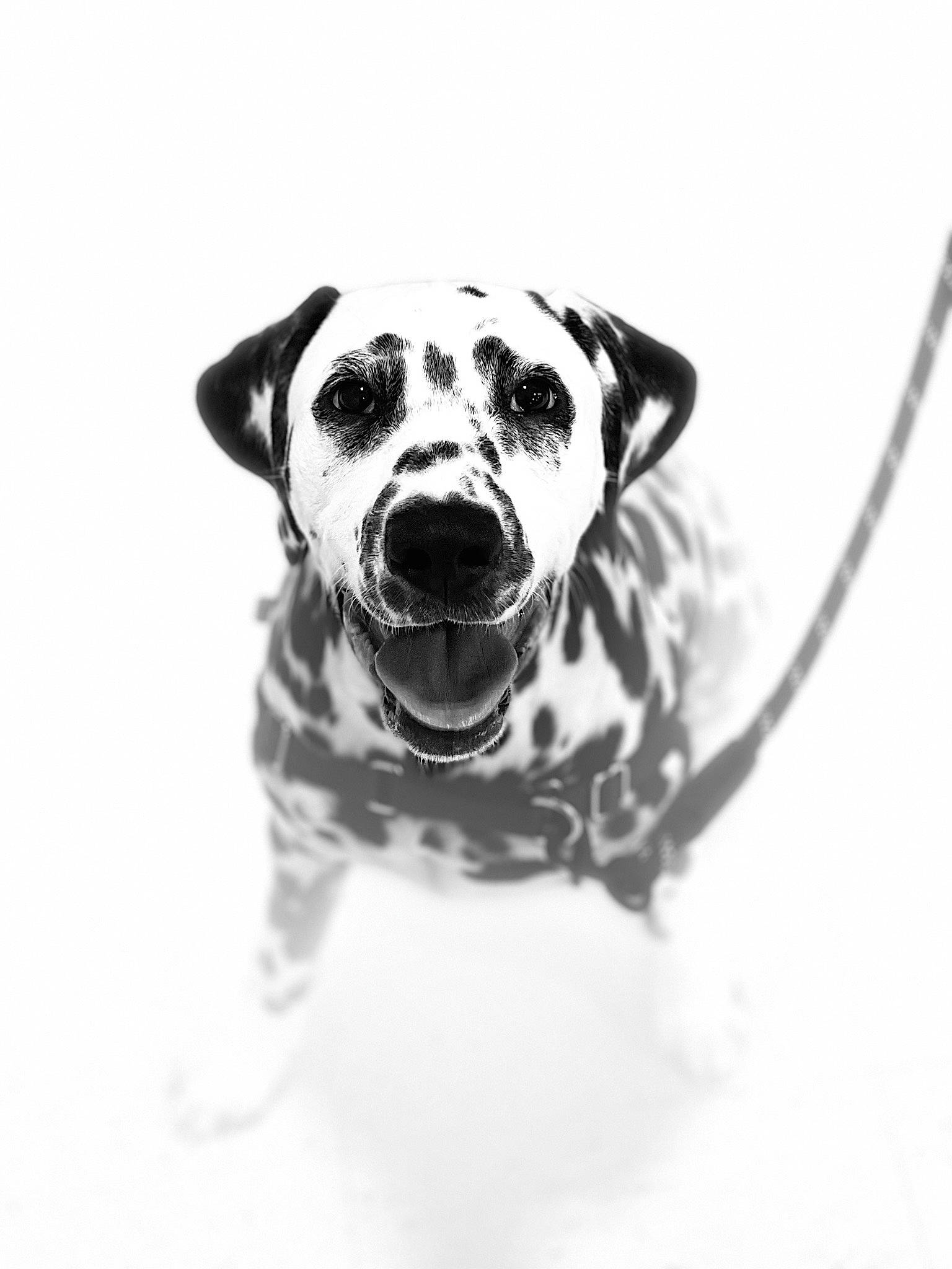 Riley joined the competition — help win amazing prizes! canidae, carnivore, companion_dog, dalmatian, dog, dog_breed, dog_collar, dog_supply, eyewear, fawn, freezing, happy, monochrome, monochrome_photography, pet_supply, snout, snow, sporting_group, whiskers, working_animal