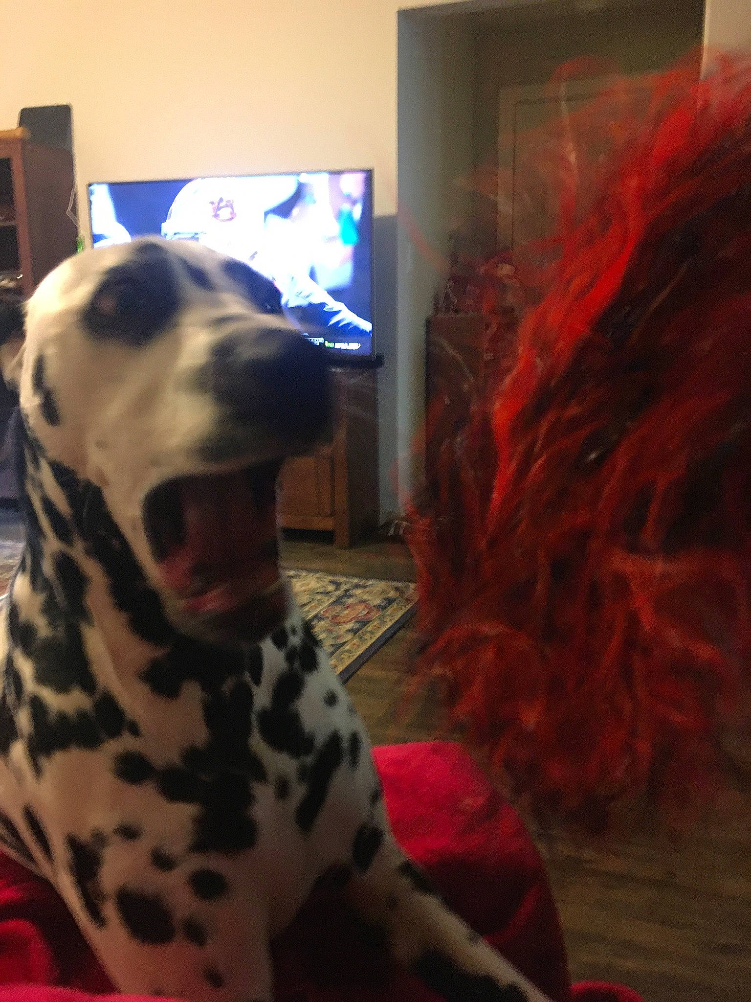 Riley is registered to the contest to win money with this photo: art, artificial_hair_integrations, carnivore, companion_dog, dalmatian, dog, dog_breed, event, fawn, flooring, fun, fur, guard_dog, hair_coloring, picture_frame, red_hair, sporting_group, television, whiskers, working_animal