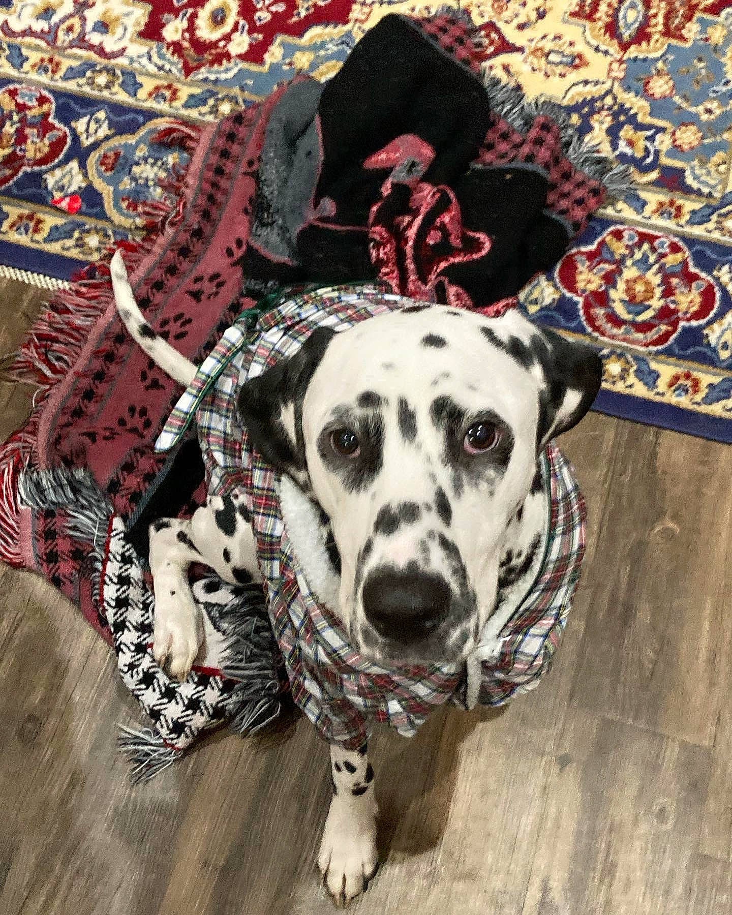 Riley is registered to the contest to win money with this photo: art, canidae, carnivore, circle, companion_dog, dalmatian, dog, dog_breed, fawn, flooring, pattern, rectangle, sleeve, snout, sporting_group, symmetry, terrestrial_animal, visual_arts, wood, working_animal